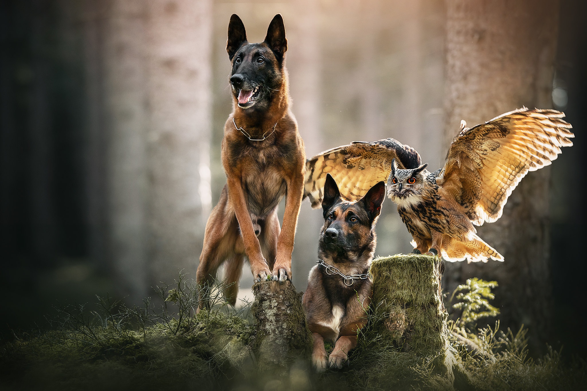 478904 descargar fondo de pantalla pastor belga malinois, animales, ave, perro, búho, perros: protectores de pantalla e imágenes gratis