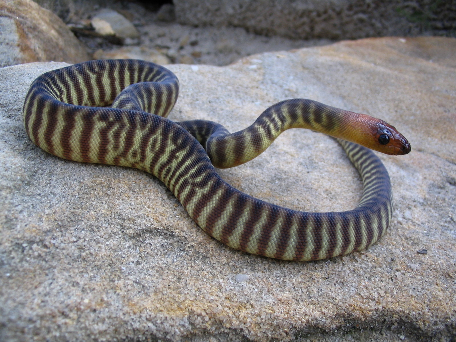 Téléchargez des papiers peints mobile Serpent, Reptiles, Animaux gratuitement.