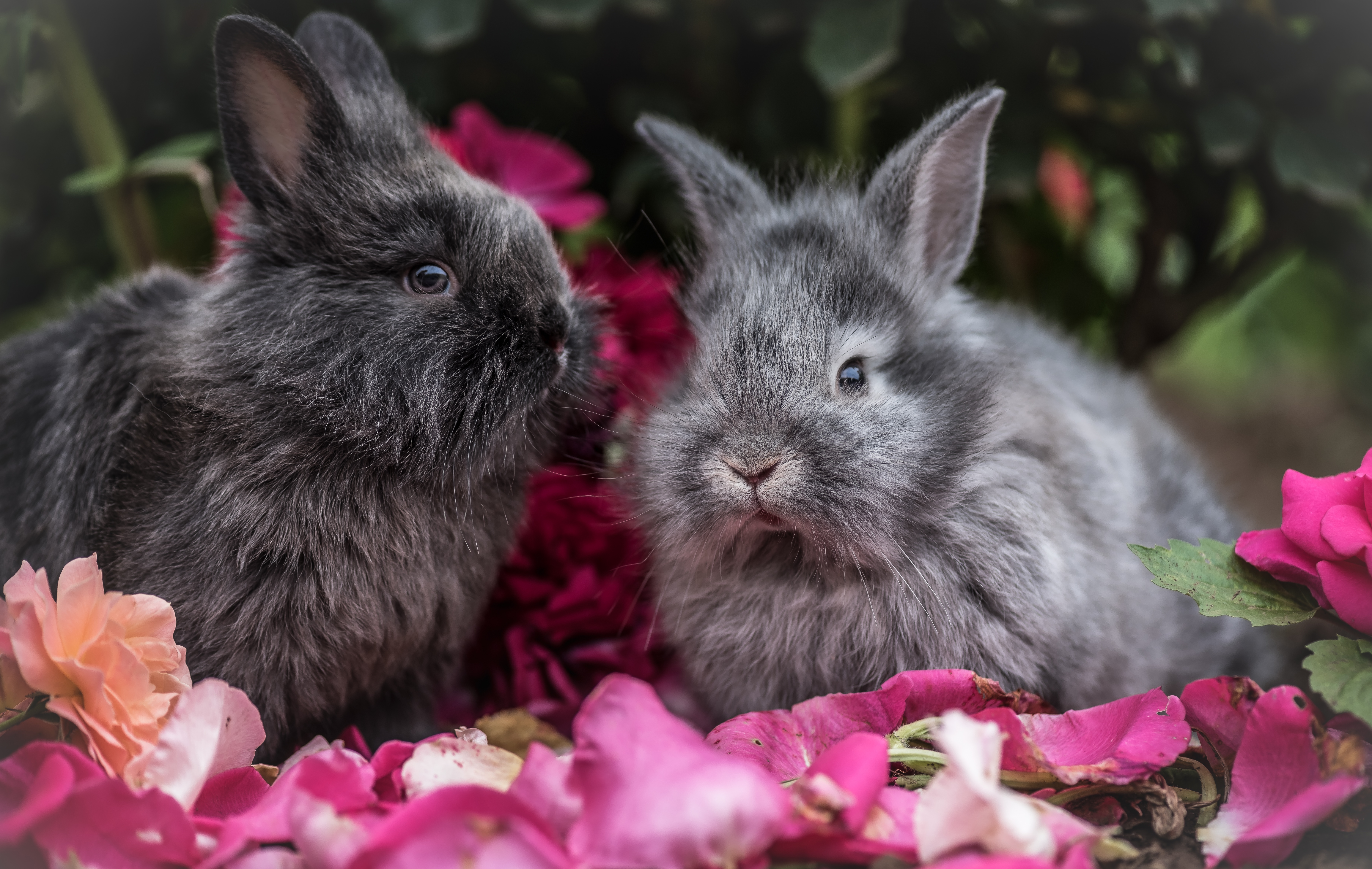 animals, flowers, rabbits, fluffy, grey, rabbit