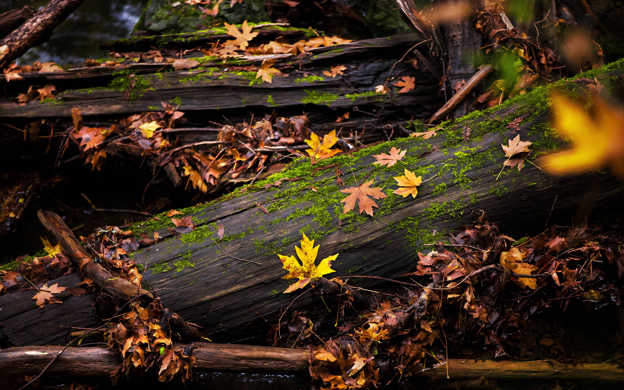 Descarga gratis la imagen Madera, Tierra/naturaleza en el escritorio de tu PC