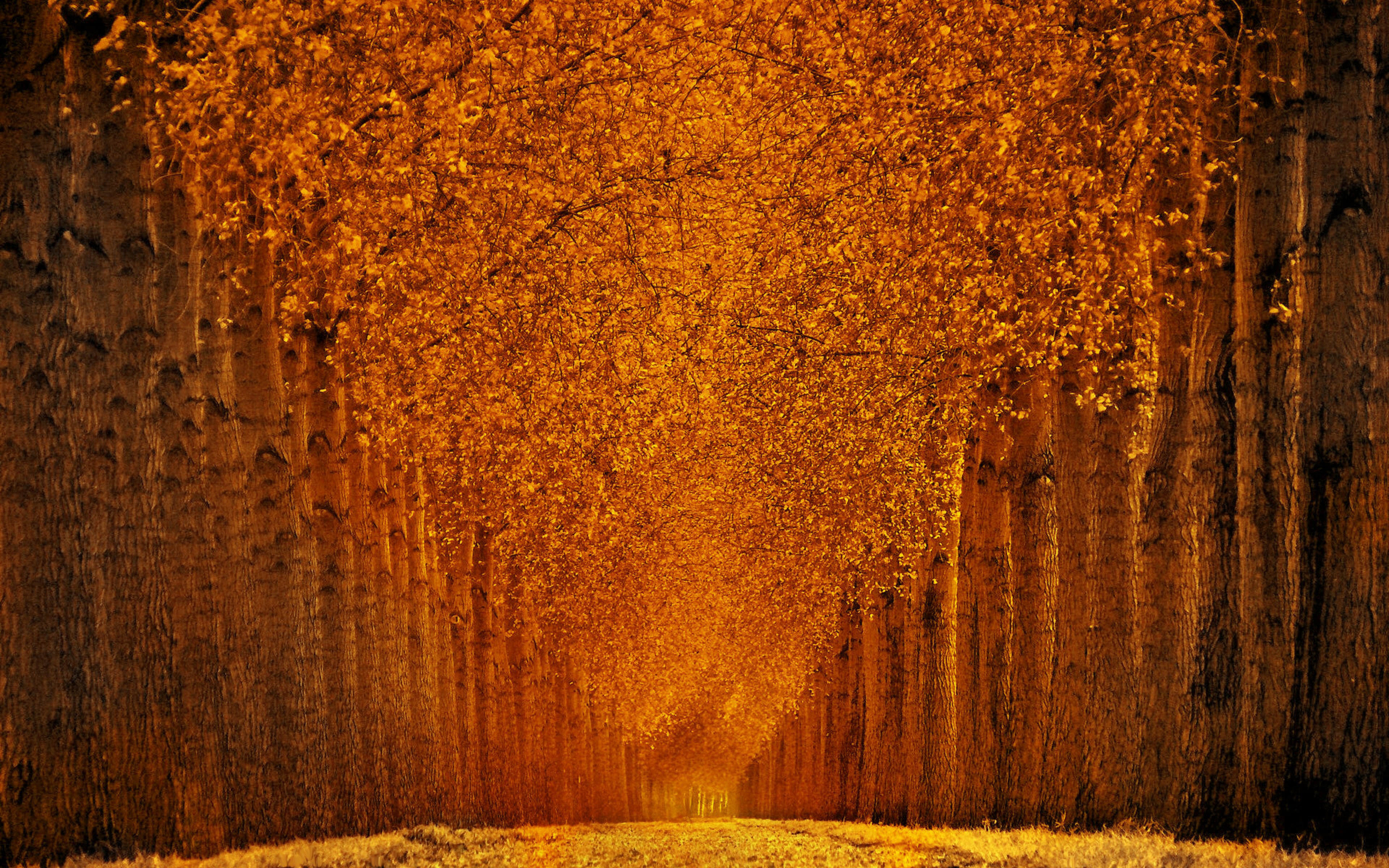 Handy-Wallpaper Herbst, Wald, Baum, Szenisch, Erde/natur, Orange Farbe) kostenlos herunterladen.