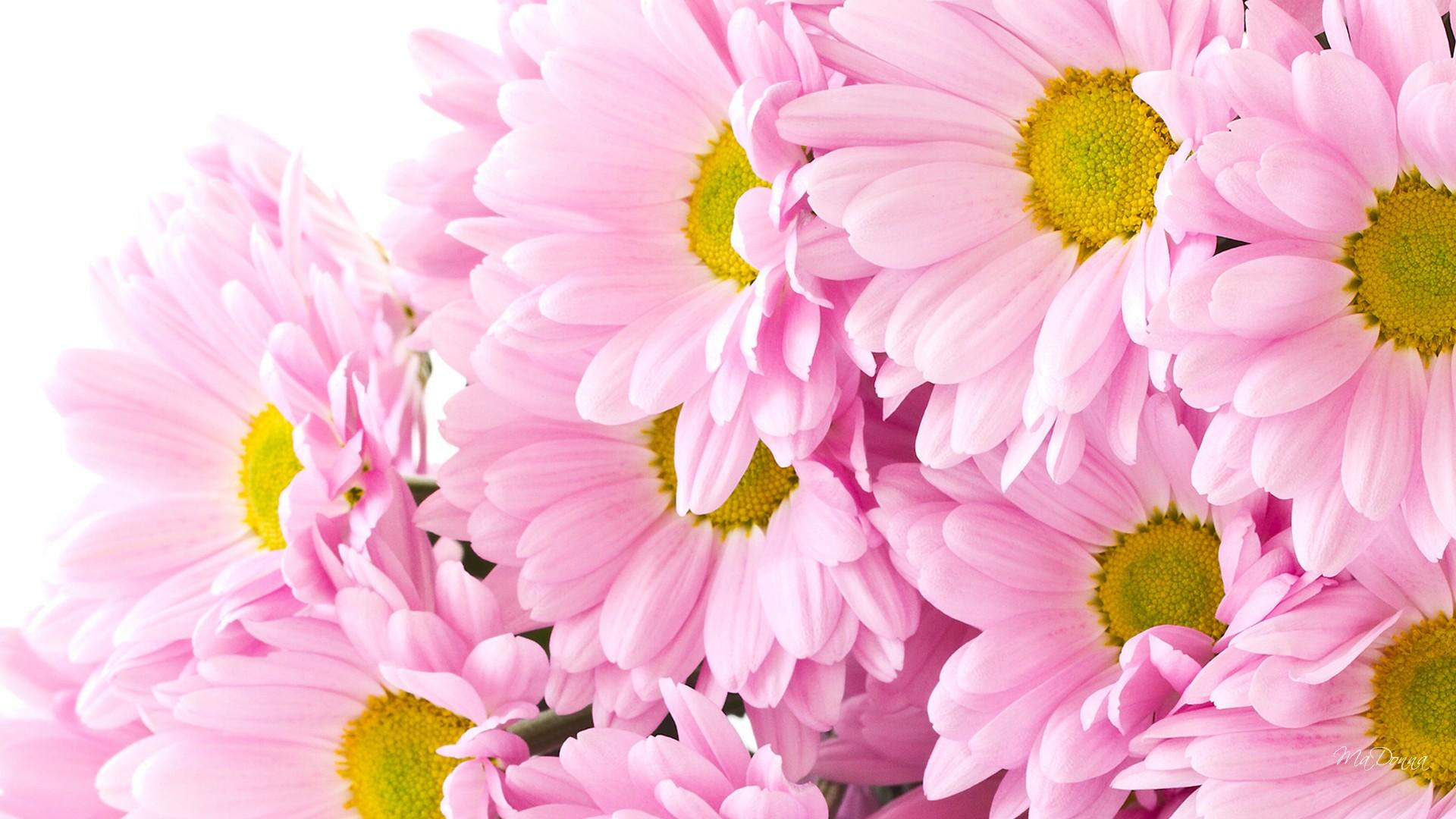 Скачать обои бесплатно Цветок, Хризантема, Земля/природа, Розовый Цветок, Флауэрсы картинка на рабочий стол ПК