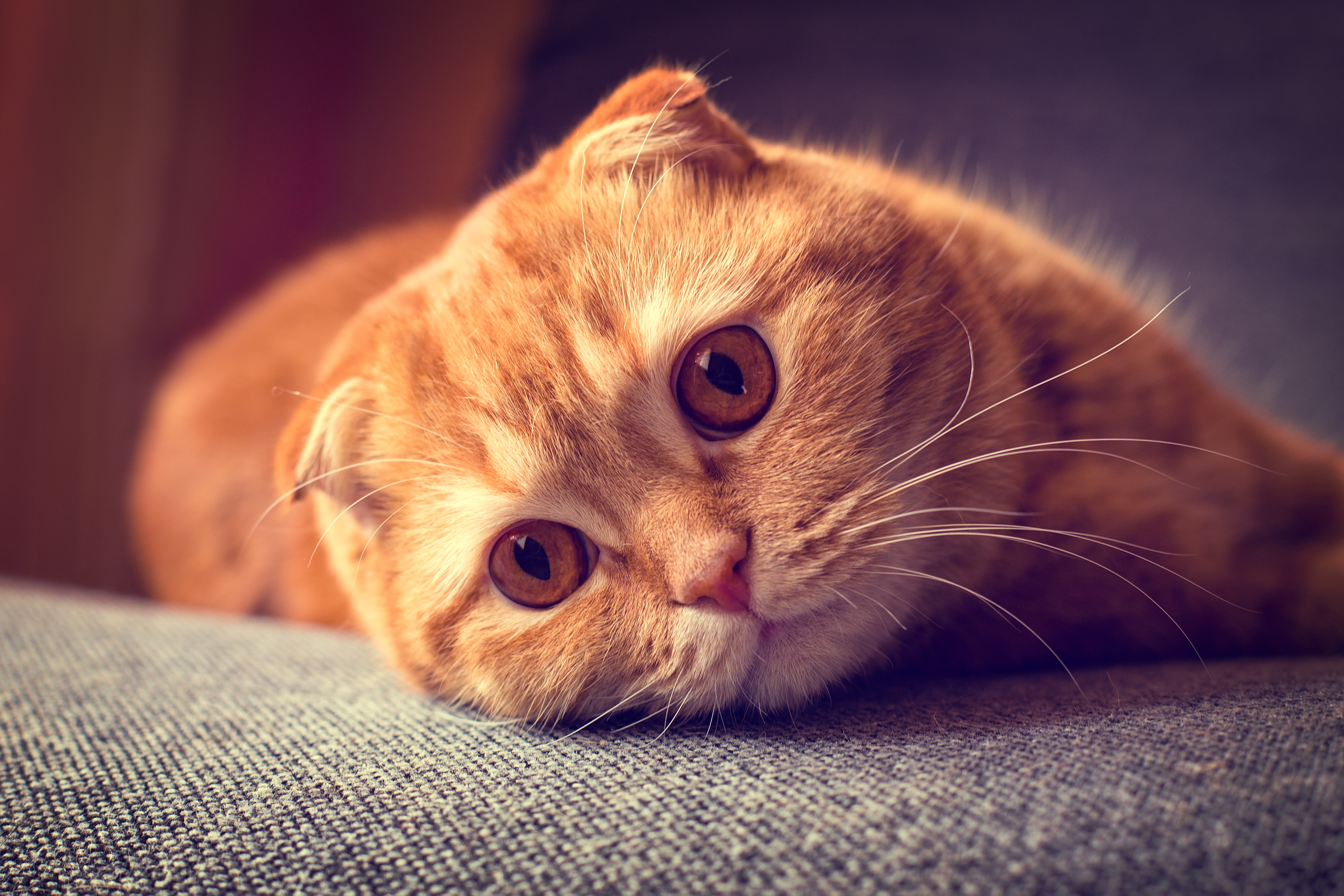 Baixe gratuitamente a imagem Animais, Gatos, Gato na área de trabalho do seu PC