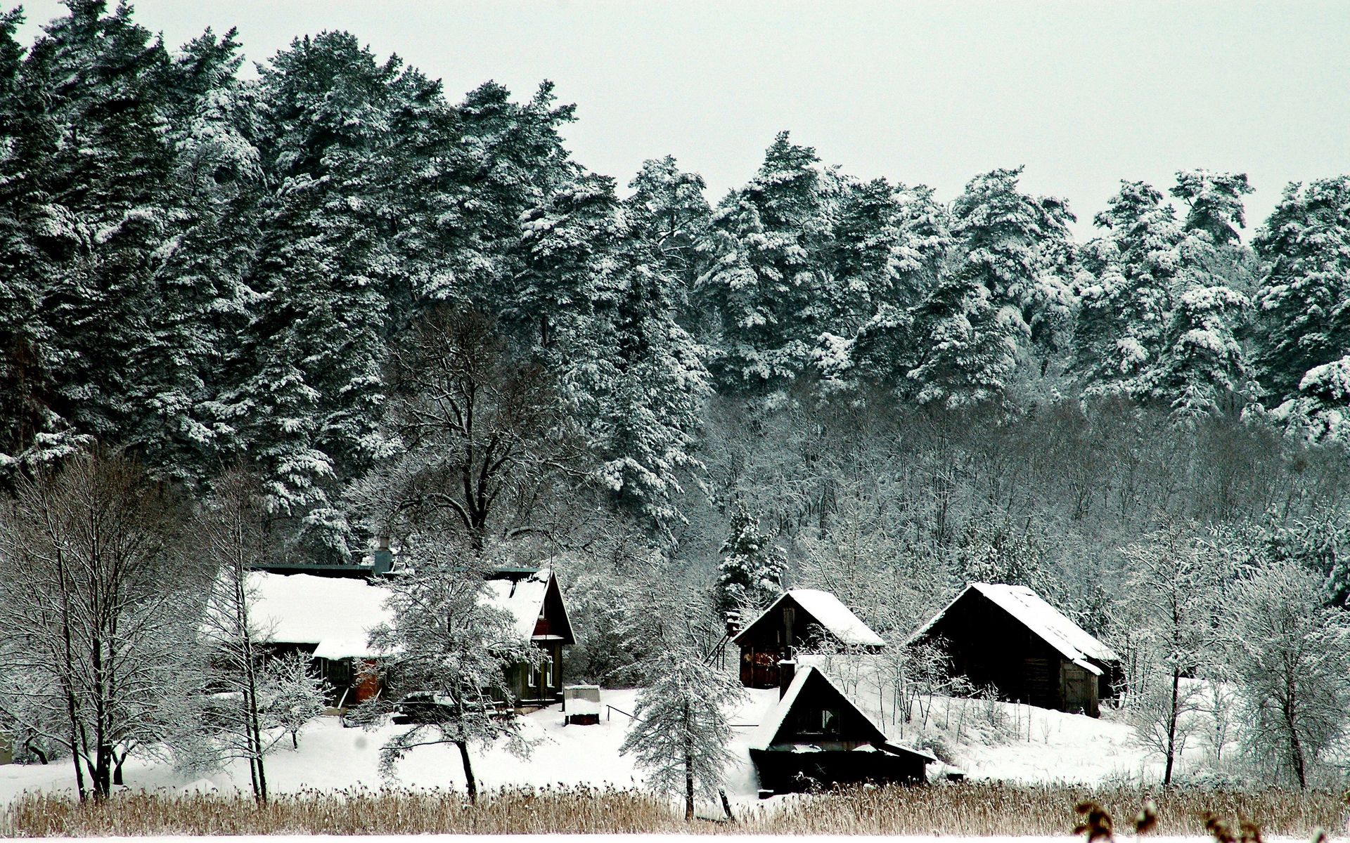 winter, nature, houses, trees, snow, mighty, small houses