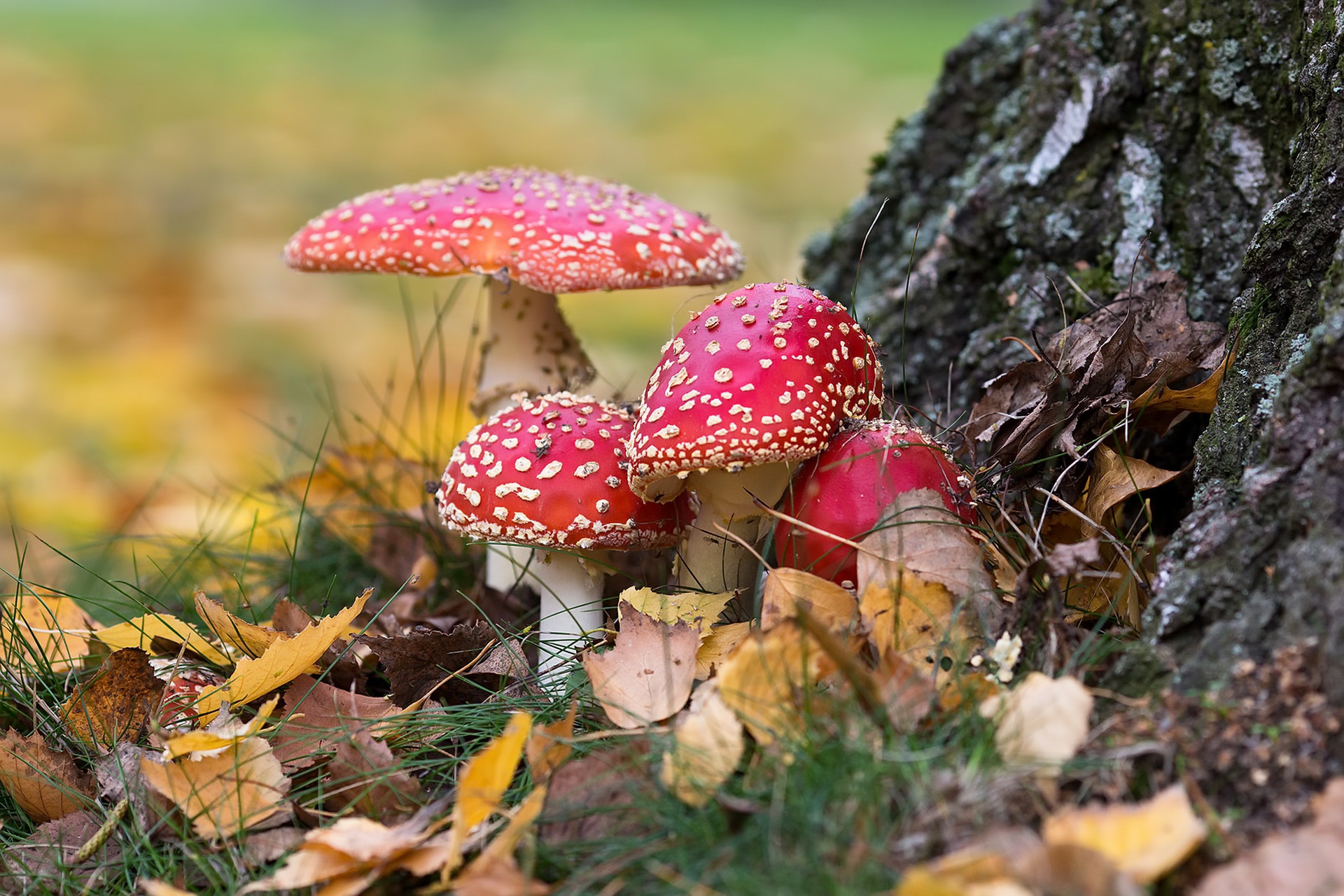 Laden Sie das Natur, Herbst, Blatt, Pilz, Erde/natur-Bild kostenlos auf Ihren PC-Desktop herunter