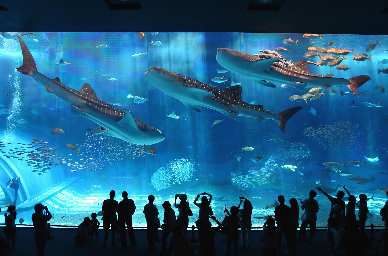 270040 descargar fondo de pantalla tiburones, animales, tiburón, tiburón ballena: protectores de pantalla e imágenes gratis