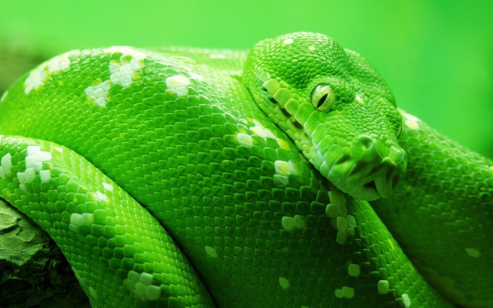 Descarga gratis la imagen Animales, Color, Manchas, Cabeza, Serpiente en el escritorio de tu PC