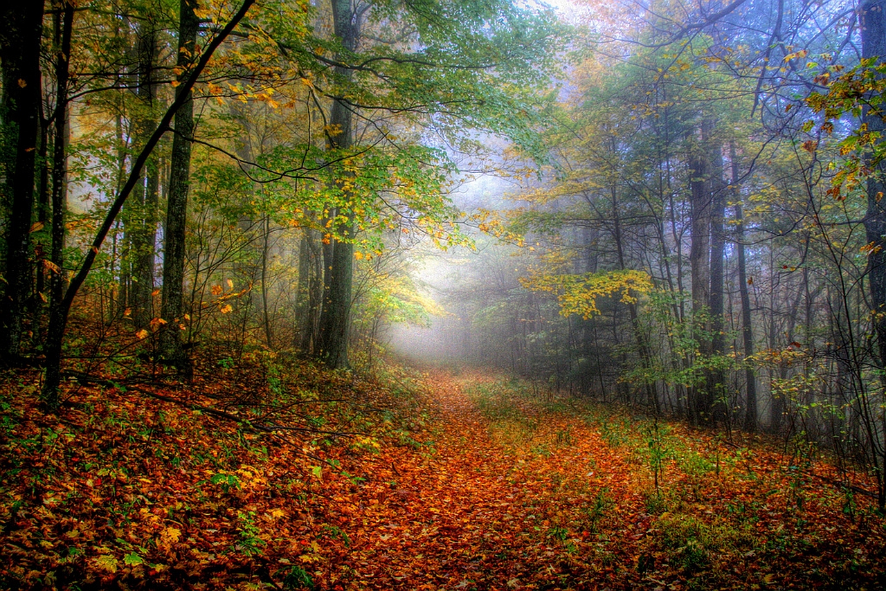 Baixe gratuitamente a imagem Floresta, Terra/natureza na área de trabalho do seu PC