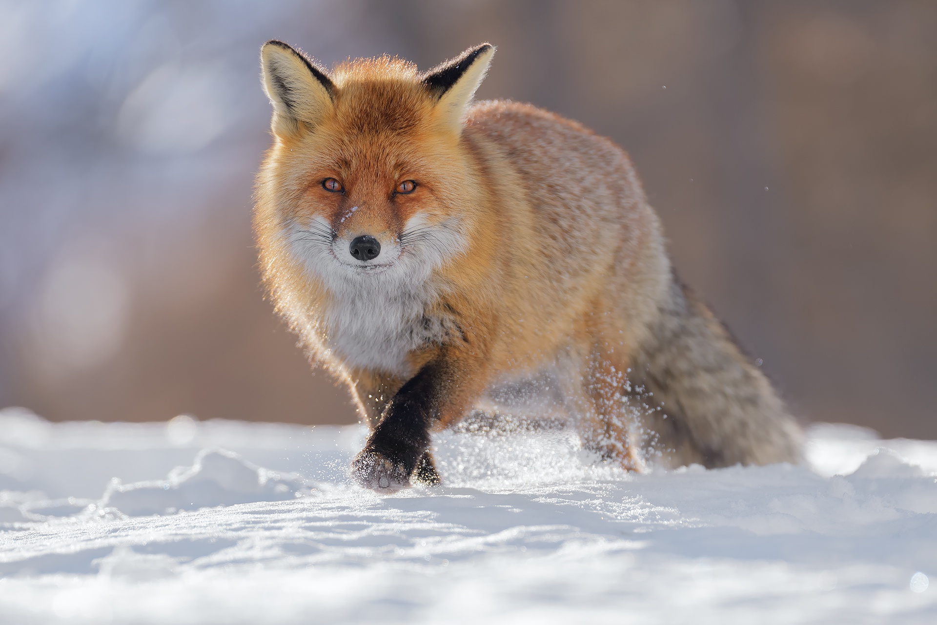 Laden Sie das Tiere, Schnee, Fuchs-Bild kostenlos auf Ihren PC-Desktop herunter