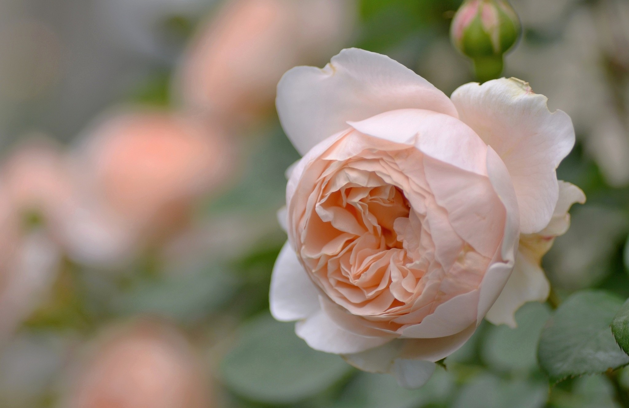 Téléchargez gratuitement l'image Fleurs, Rose, Terre/nature sur le bureau de votre PC