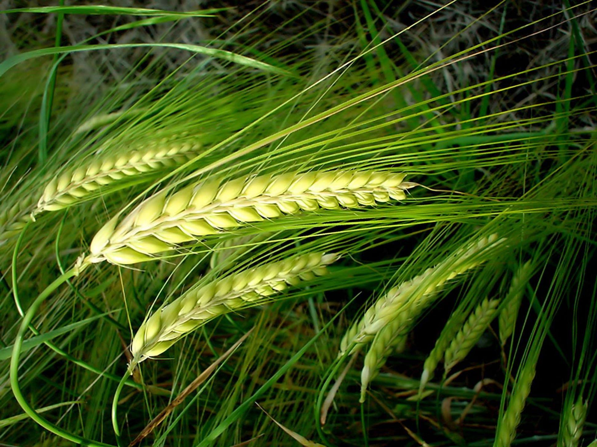 Download mobile wallpaper Nature, Wheat, Earth for free.