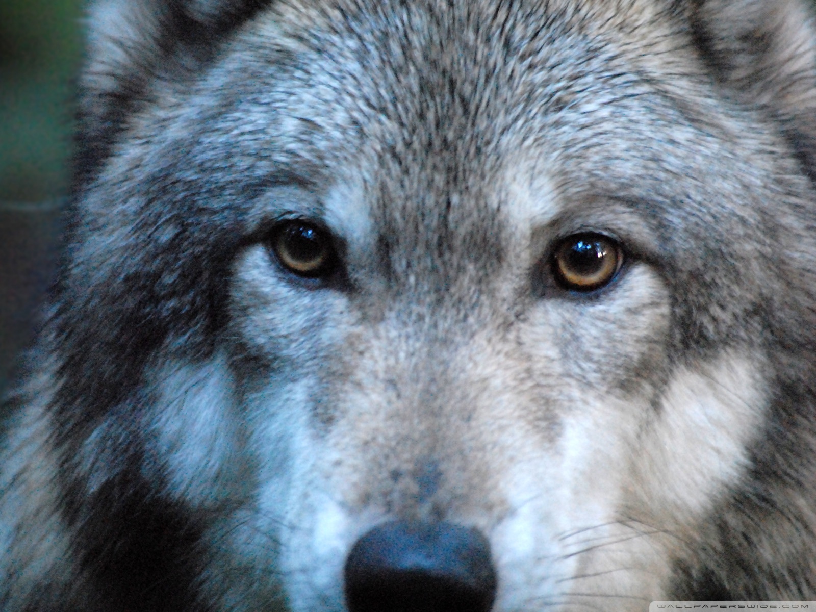 Free download wallpaper Dog, Wolf, Animal, Wolves on your PC desktop