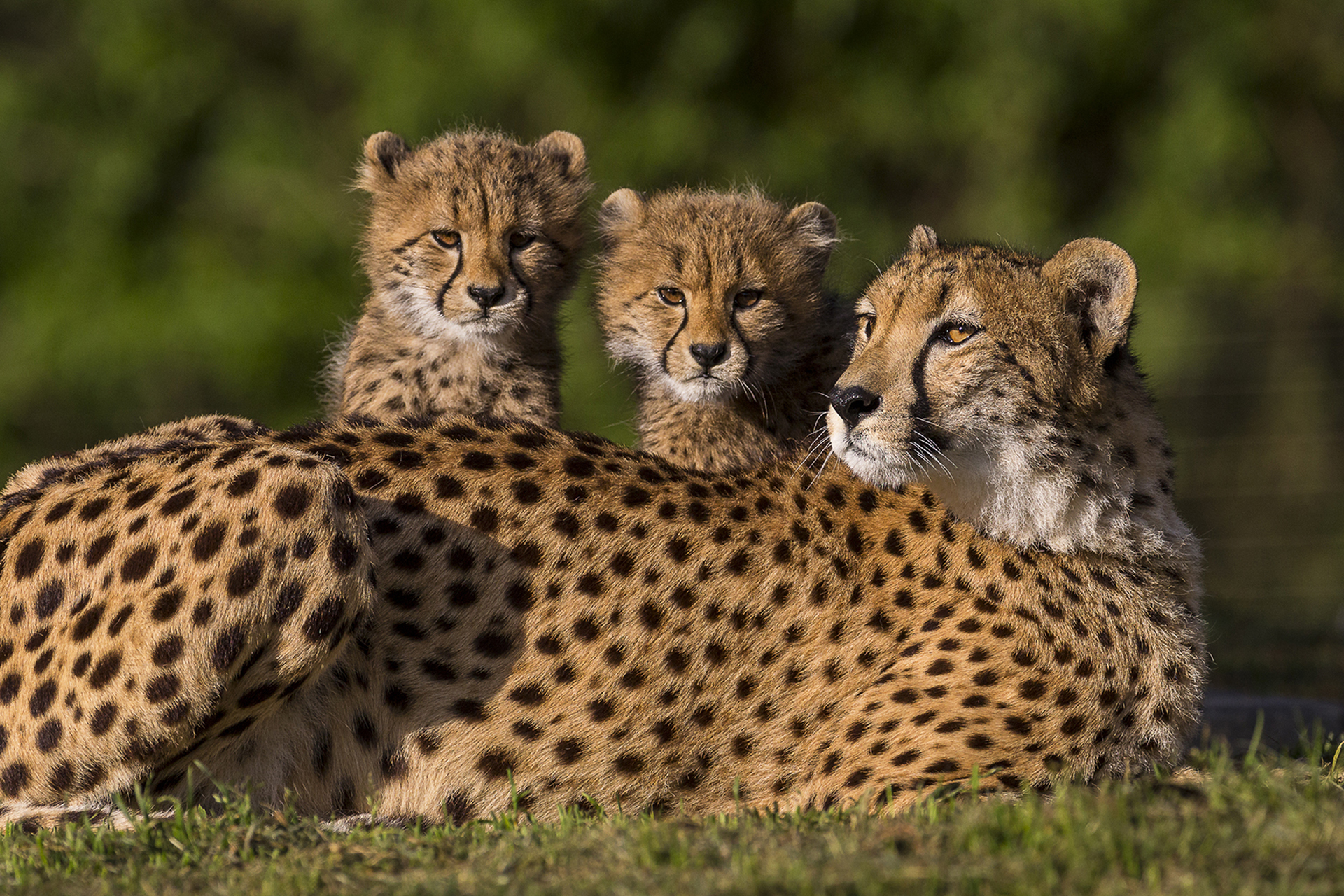 Handy-Wallpaper Tiere, Katzen, Gepard, Tierbaby, Starren, Jungtier kostenlos herunterladen.