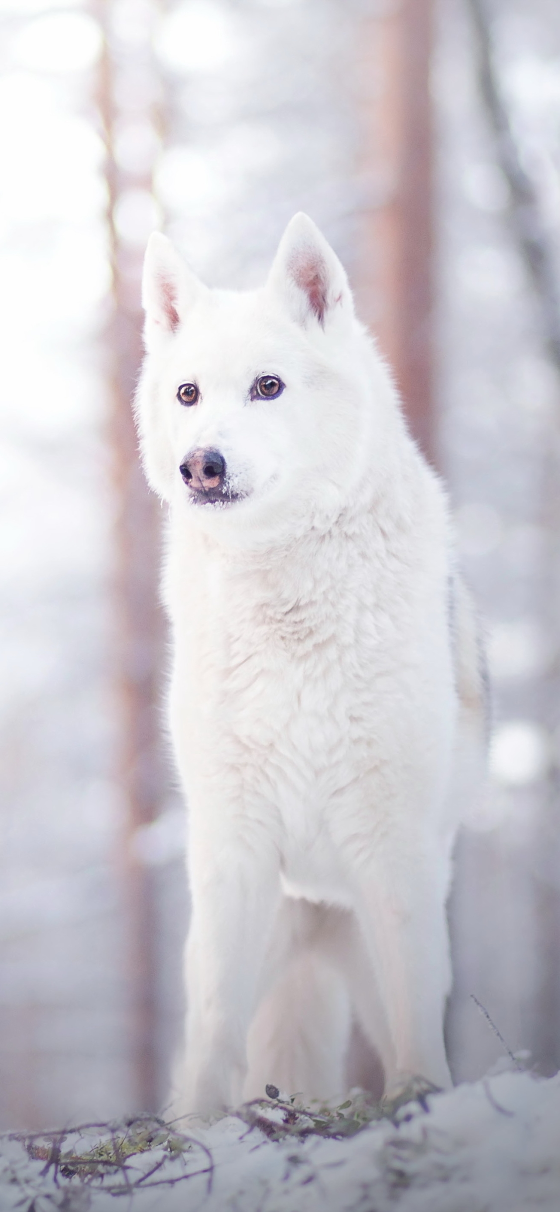 Handy-Wallpaper Tiere, Winter, Wolf, Wolves kostenlos herunterladen.