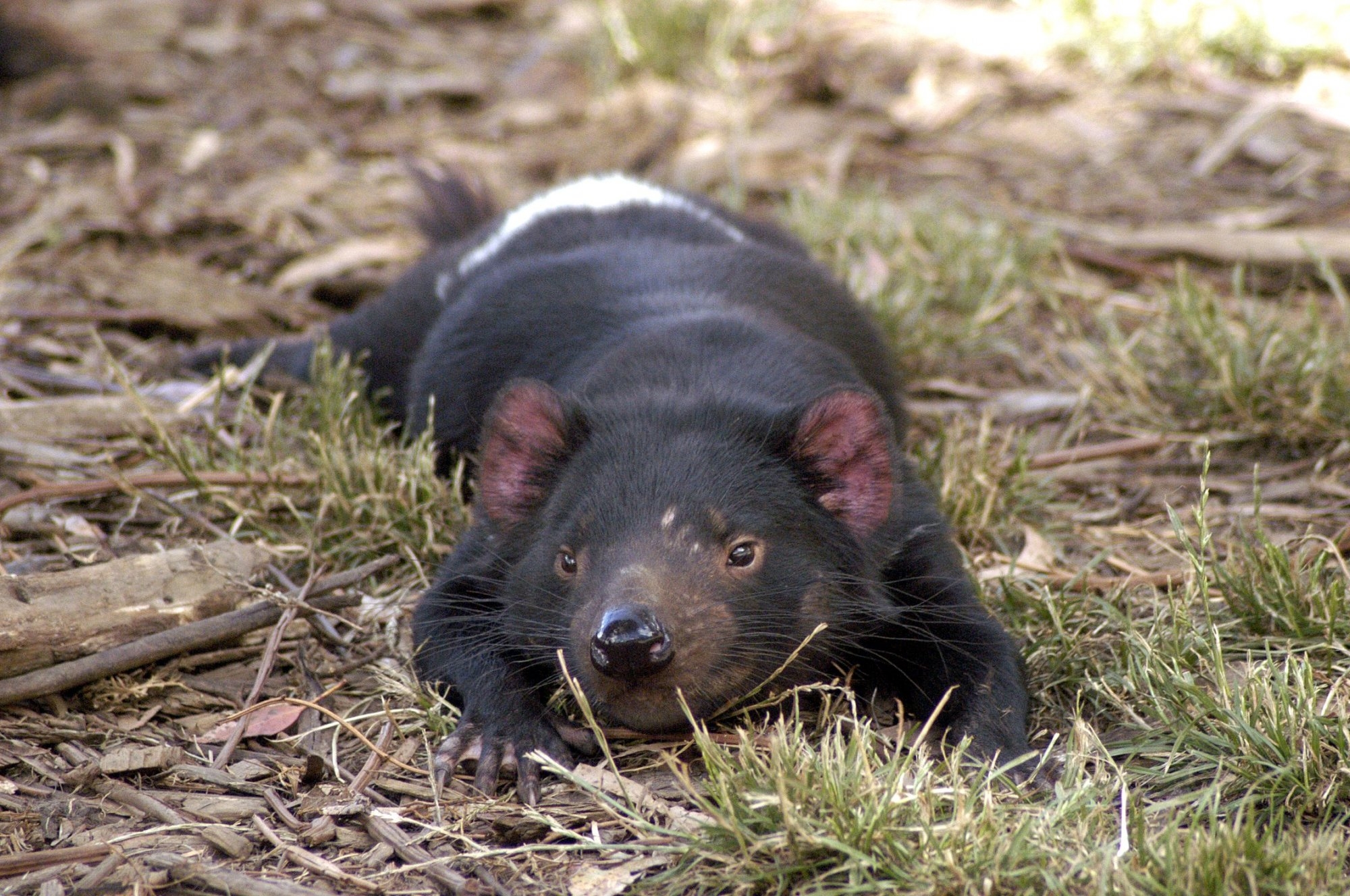 93568 Bild herunterladen tiere, grass, sich hinlegen, liegen, tier, tasmanischer teufel - Hintergrundbilder und Bildschirmschoner kostenlos