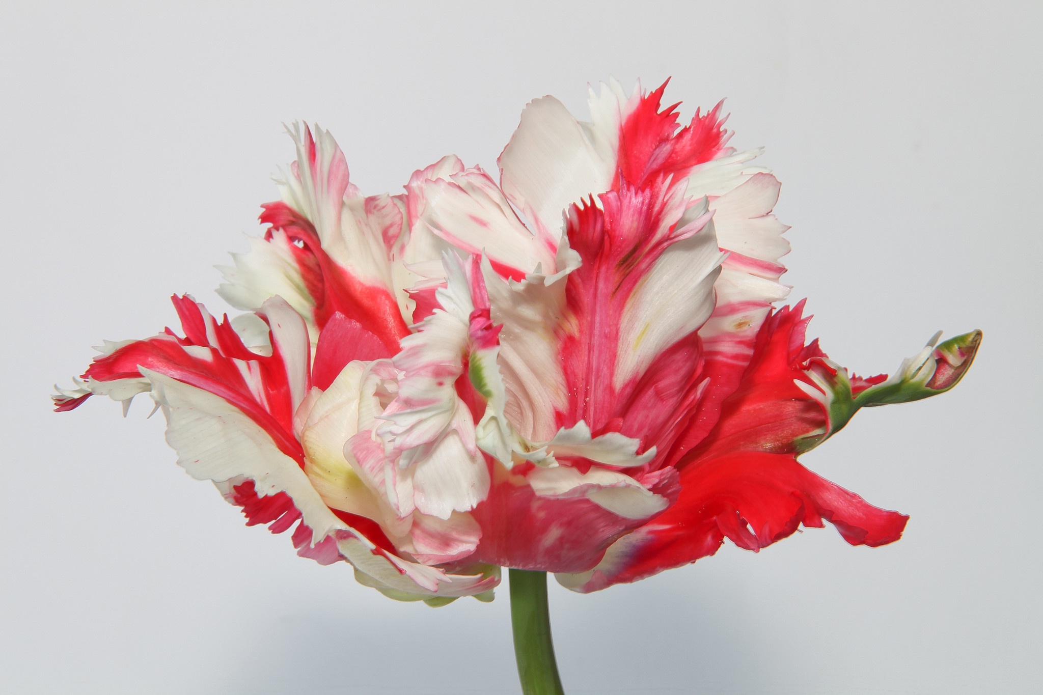 Download mobile wallpaper Flowers, Flower, Macro, Earth, Tulip, Petal for free.