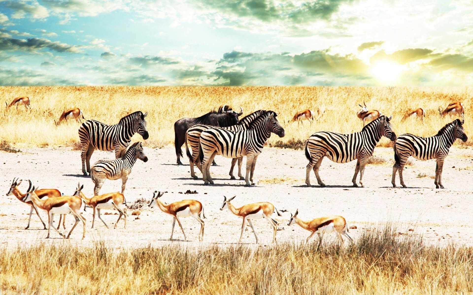 104244 завантажити картинку тварини, небо, саванна, зебри, африка, антилопи, буйволи - шпалери і заставки безкоштовно