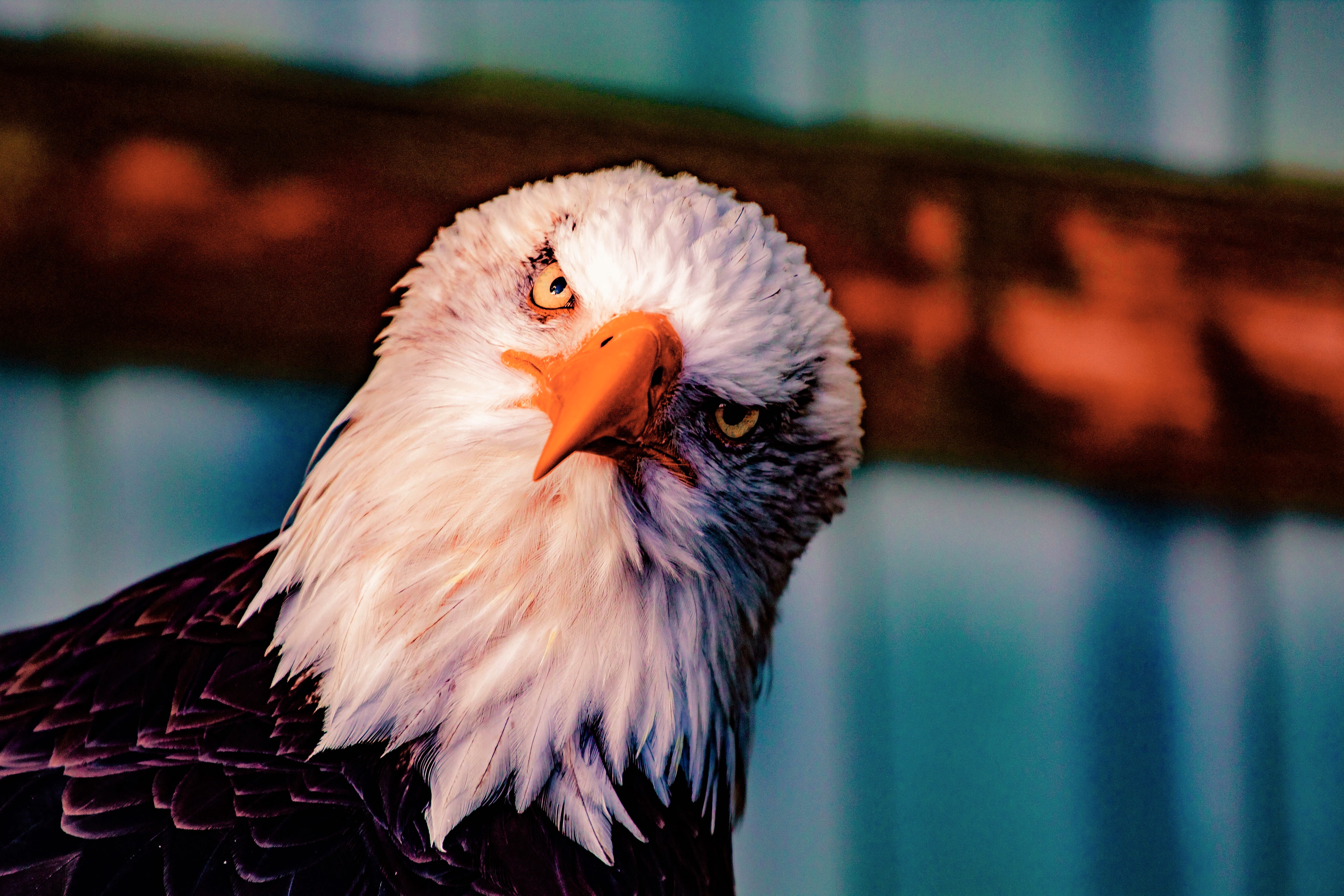 Download mobile wallpaper Birds, Bird, Animal, Eagle, Bald Eagle, Bird Of Prey for free.