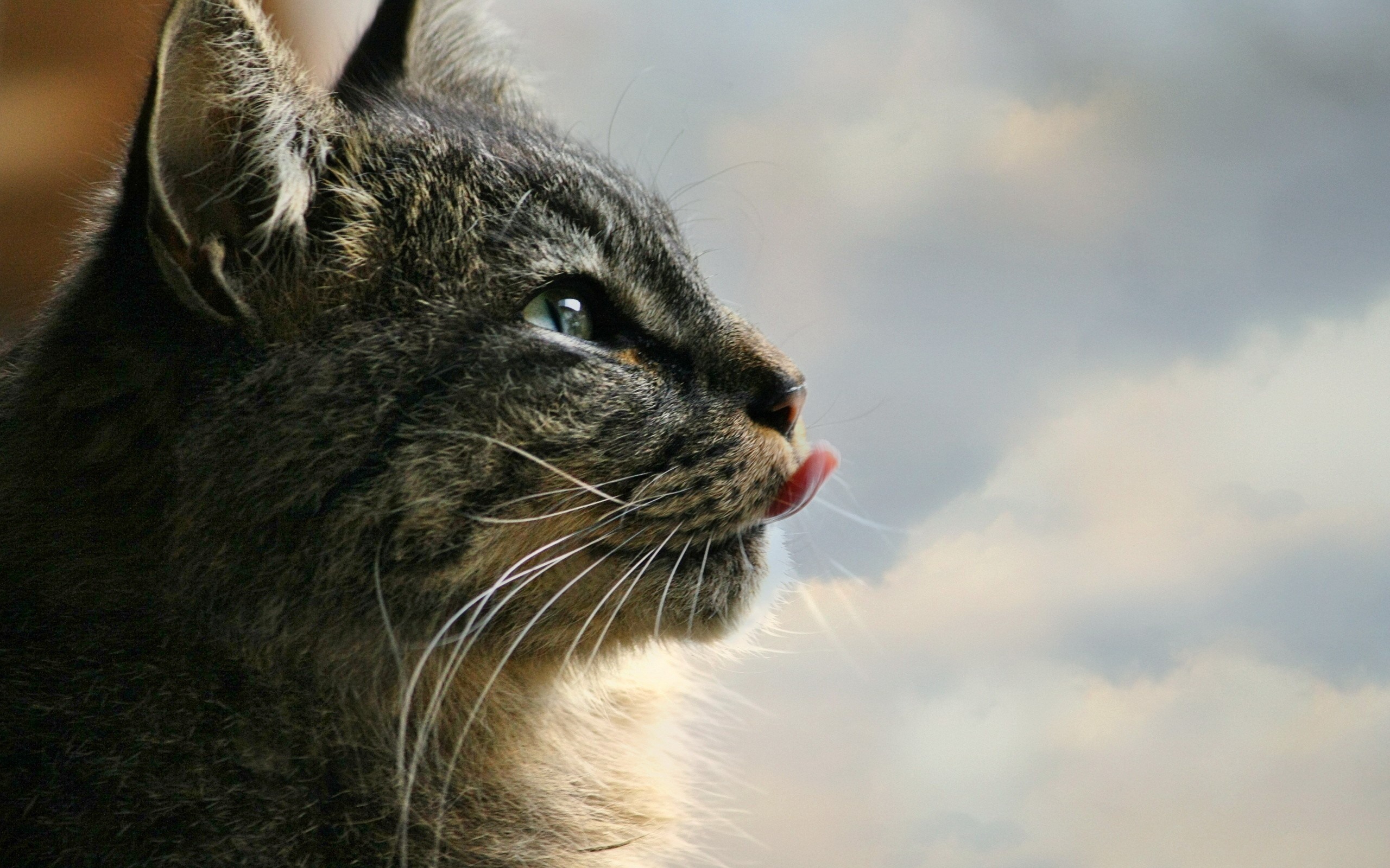 Baixar papel de parede para celular de Animais, Gatos, Gato gratuito.