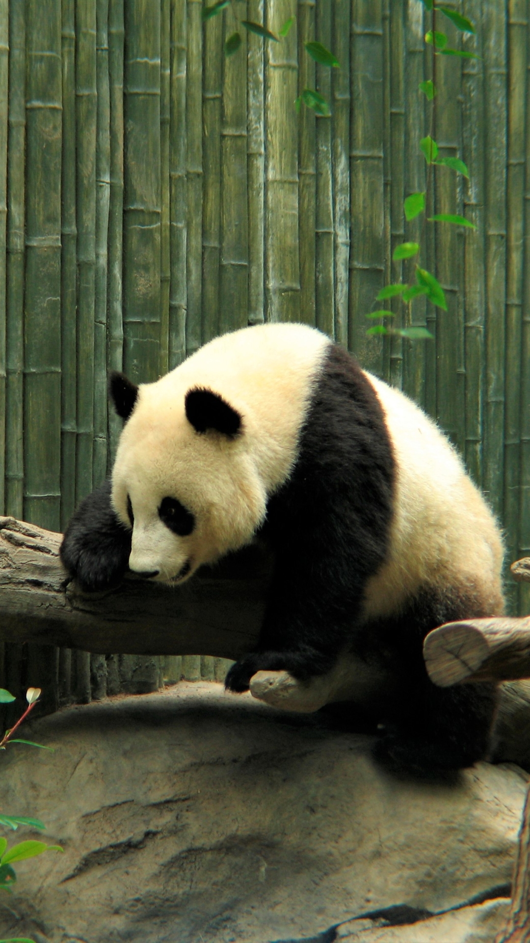 Descarga gratuita de fondo de pantalla para móvil de Animales, Lindo, Panda, Zoo.