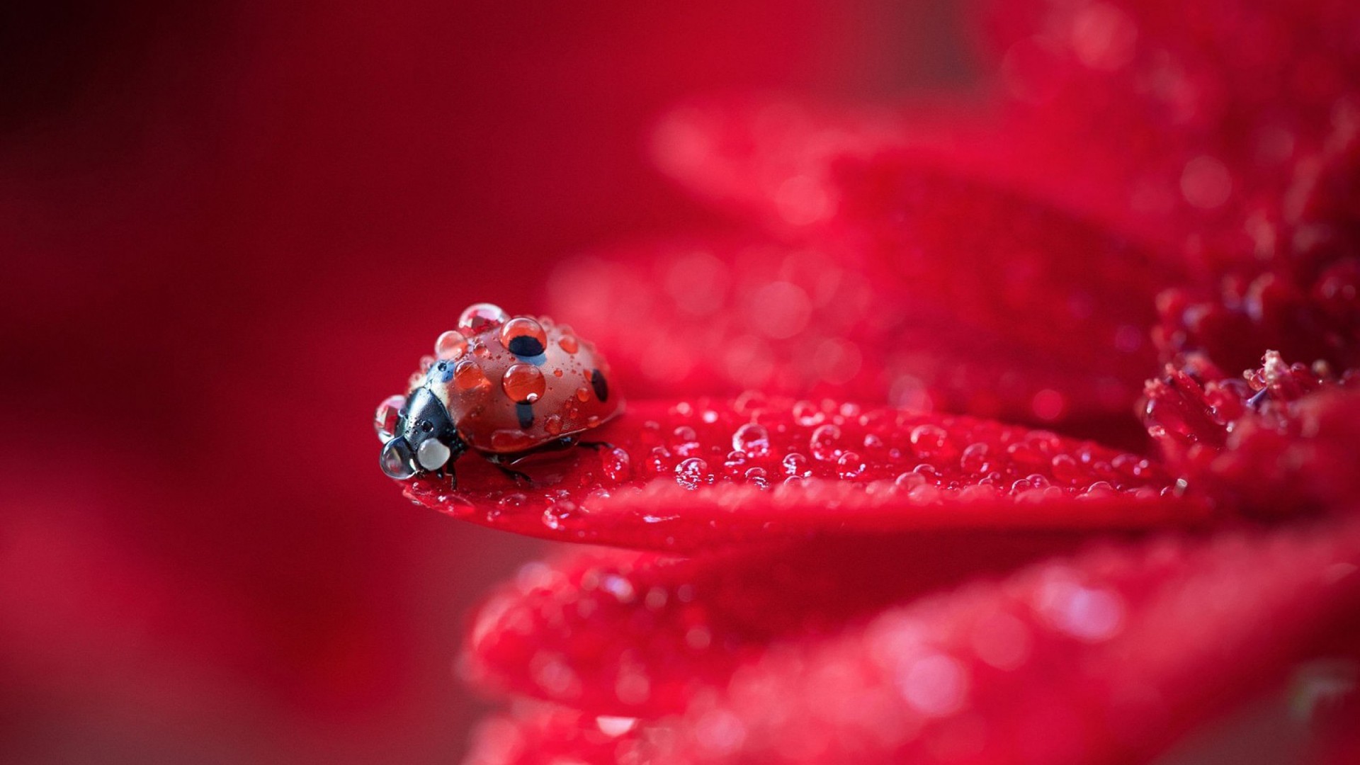Download mobile wallpaper Flower, Animal, Ladybug, Water Drop for free.
