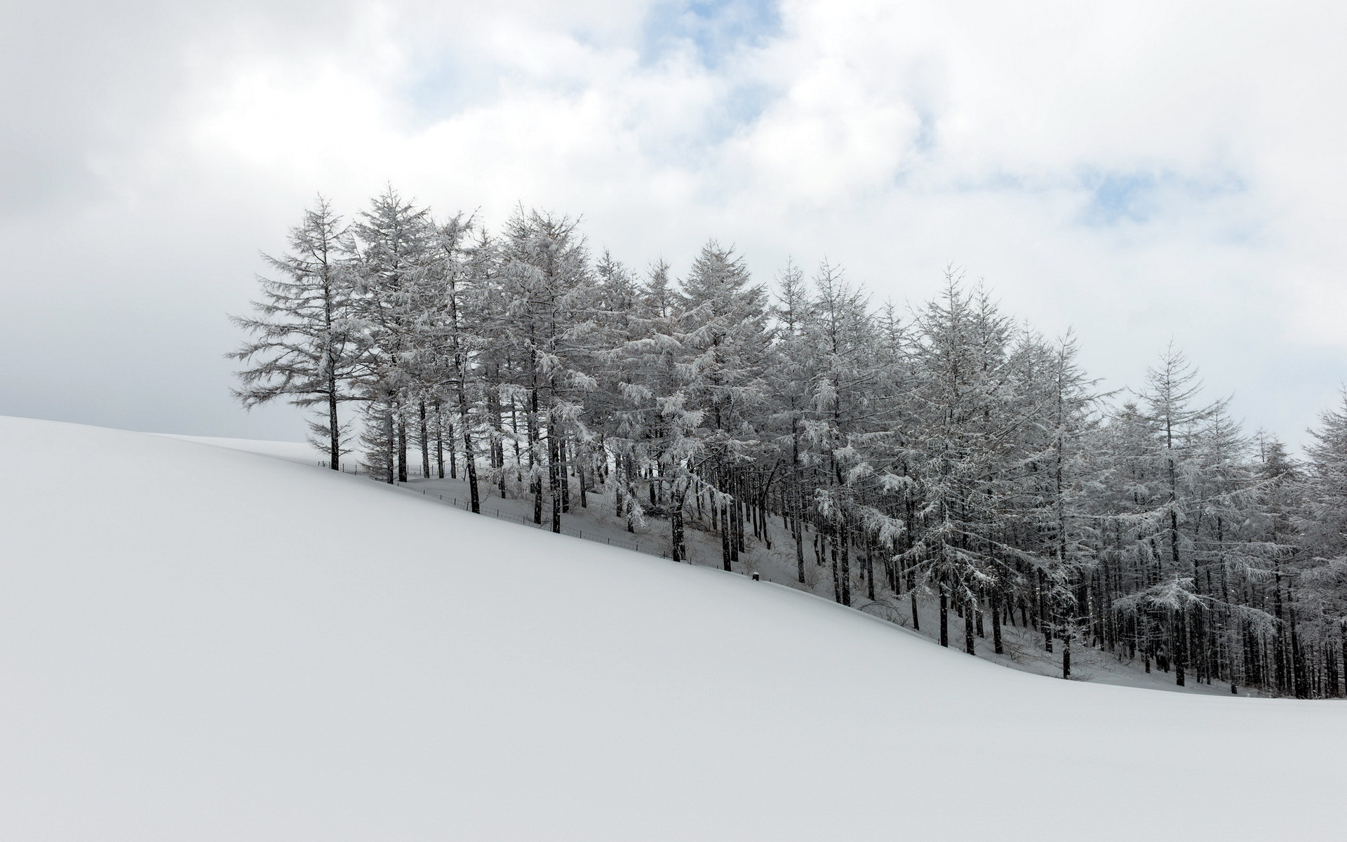 Téléchargez des papiers peints mobile Hiver, Forêt, Arbre, Terre/nature, Neiger gratuitement.