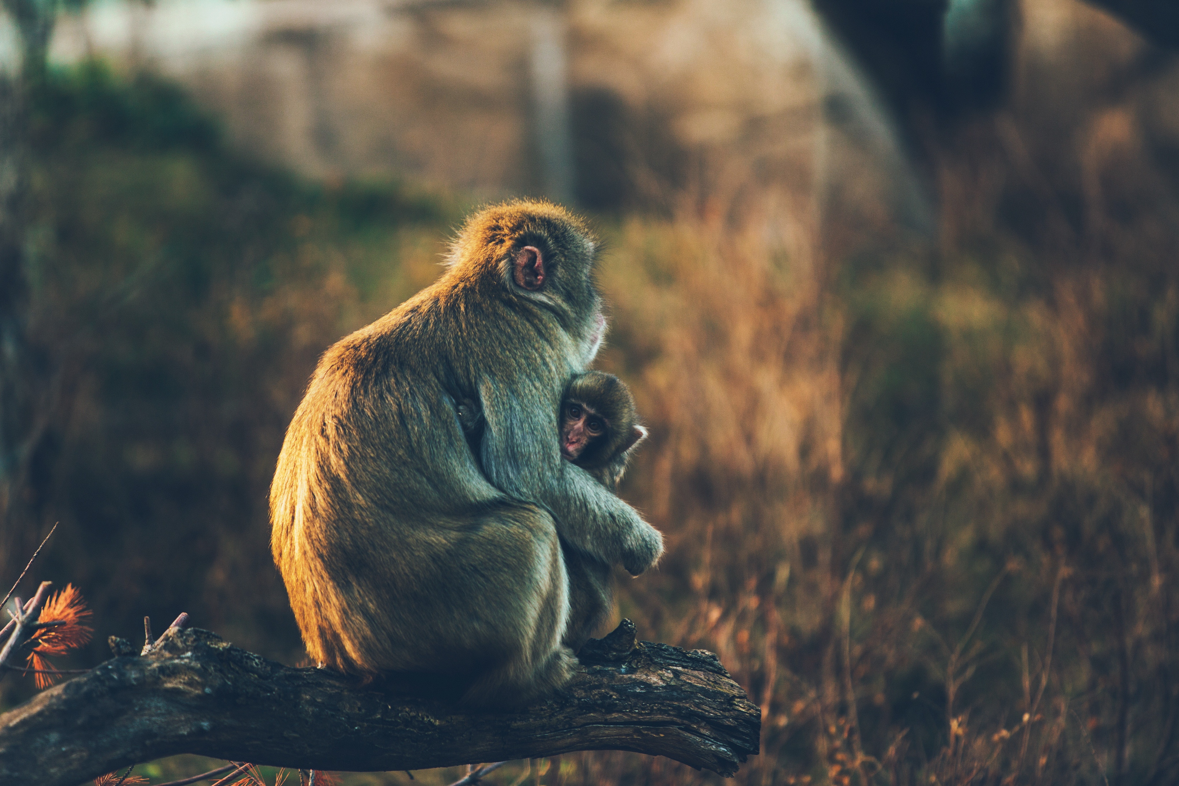 Descarga gratis la imagen Animales, Monos, Mono, Primate, Bebe Animal en el escritorio de tu PC