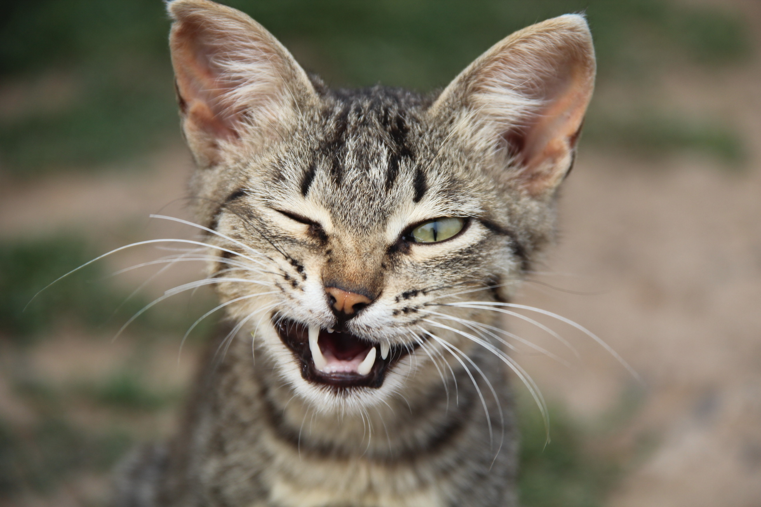 Laden Sie das Tiere, Katzen, Katze, Kätzchen, Süß, Lustig, Zwinkern-Bild kostenlos auf Ihren PC-Desktop herunter