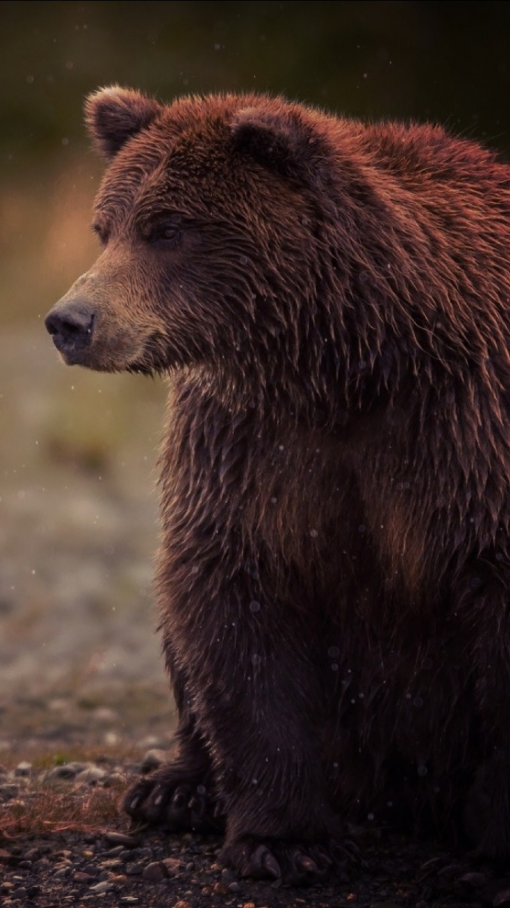 Download mobile wallpaper Bears, Bear, Animal for free.