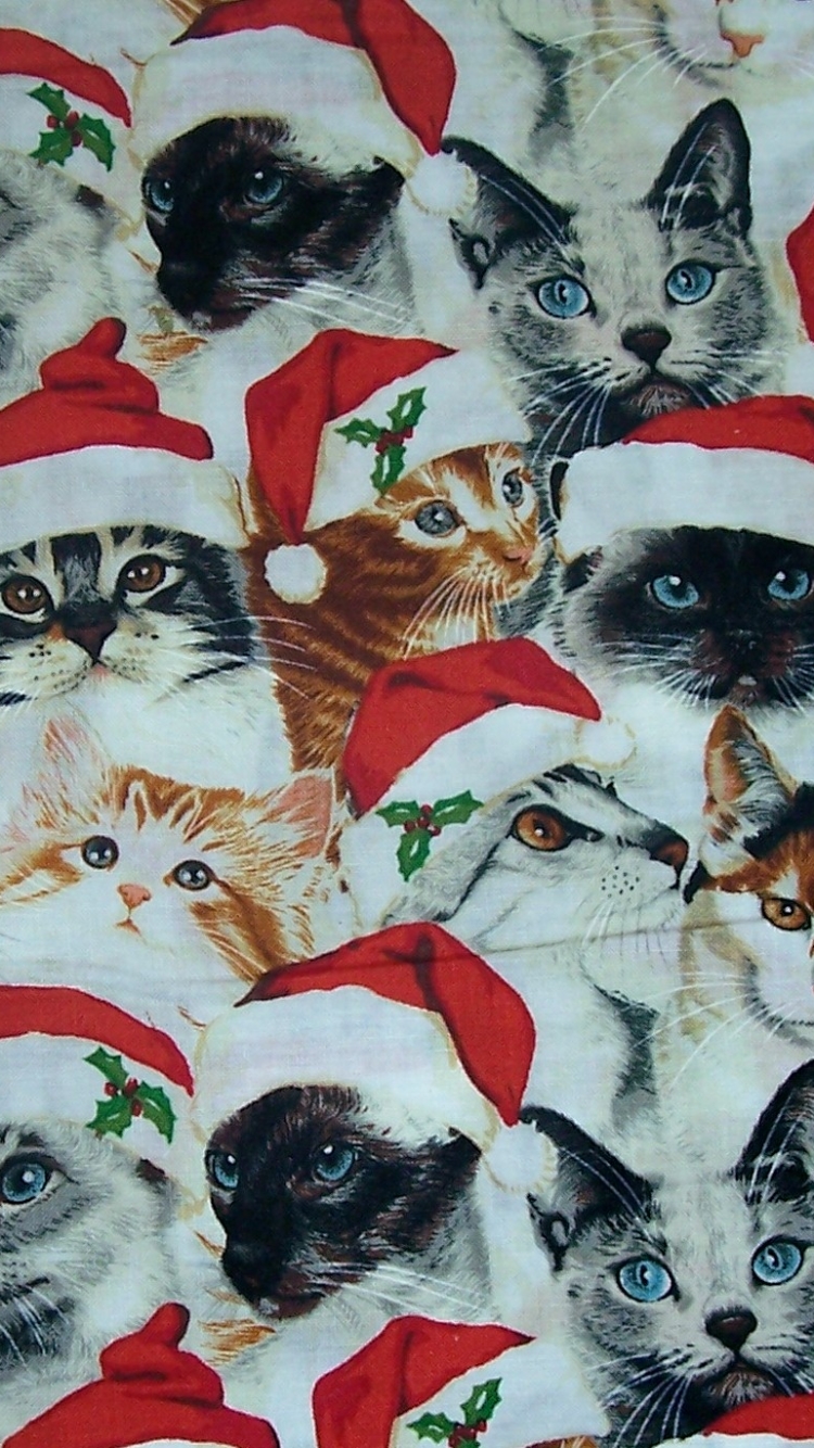 Handy-Wallpaper Tiere, Katzen, Weihnachten, Katze, Weihnachtsmütze kostenlos herunterladen.