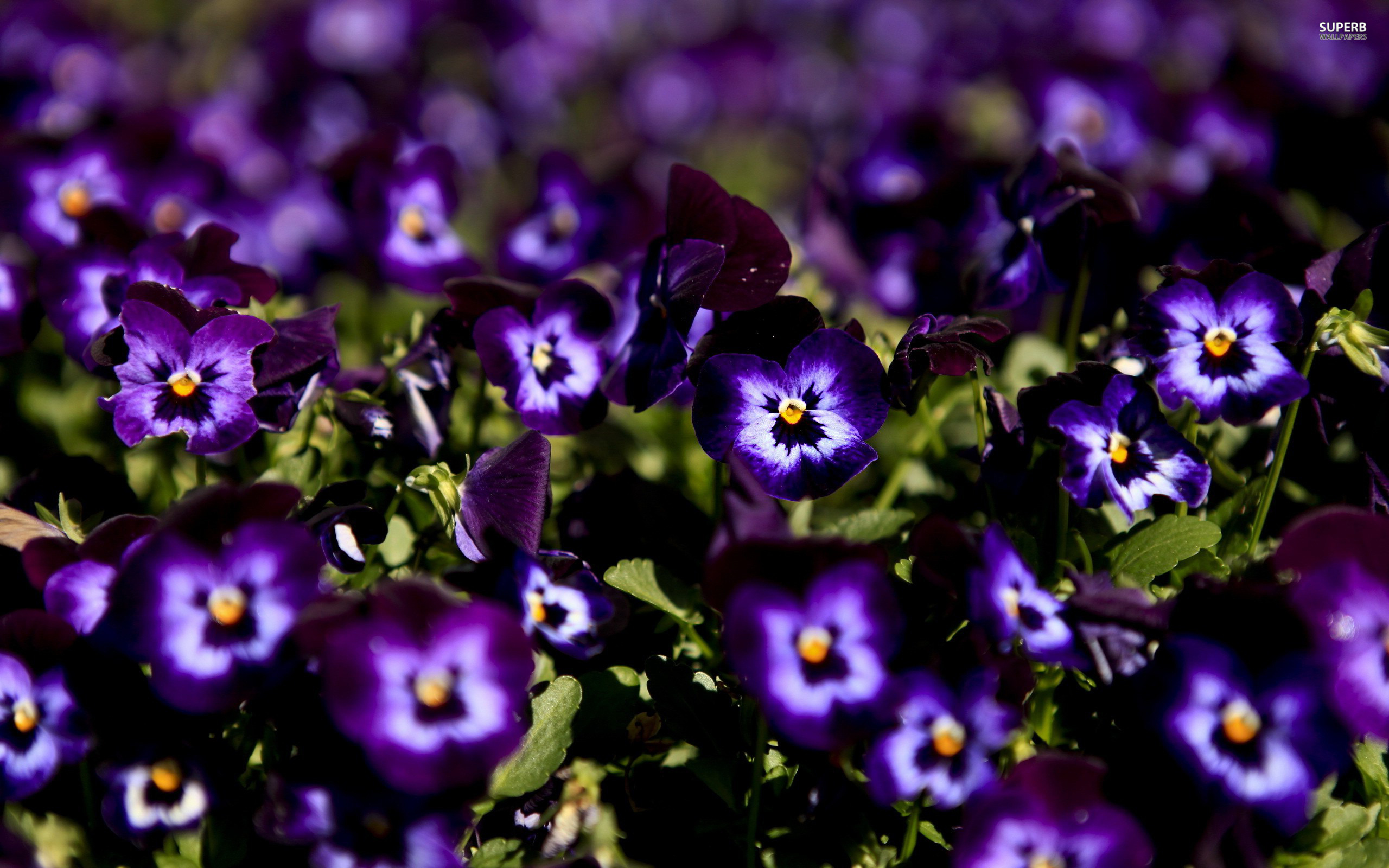 Download mobile wallpaper Earth, Pansy for free.