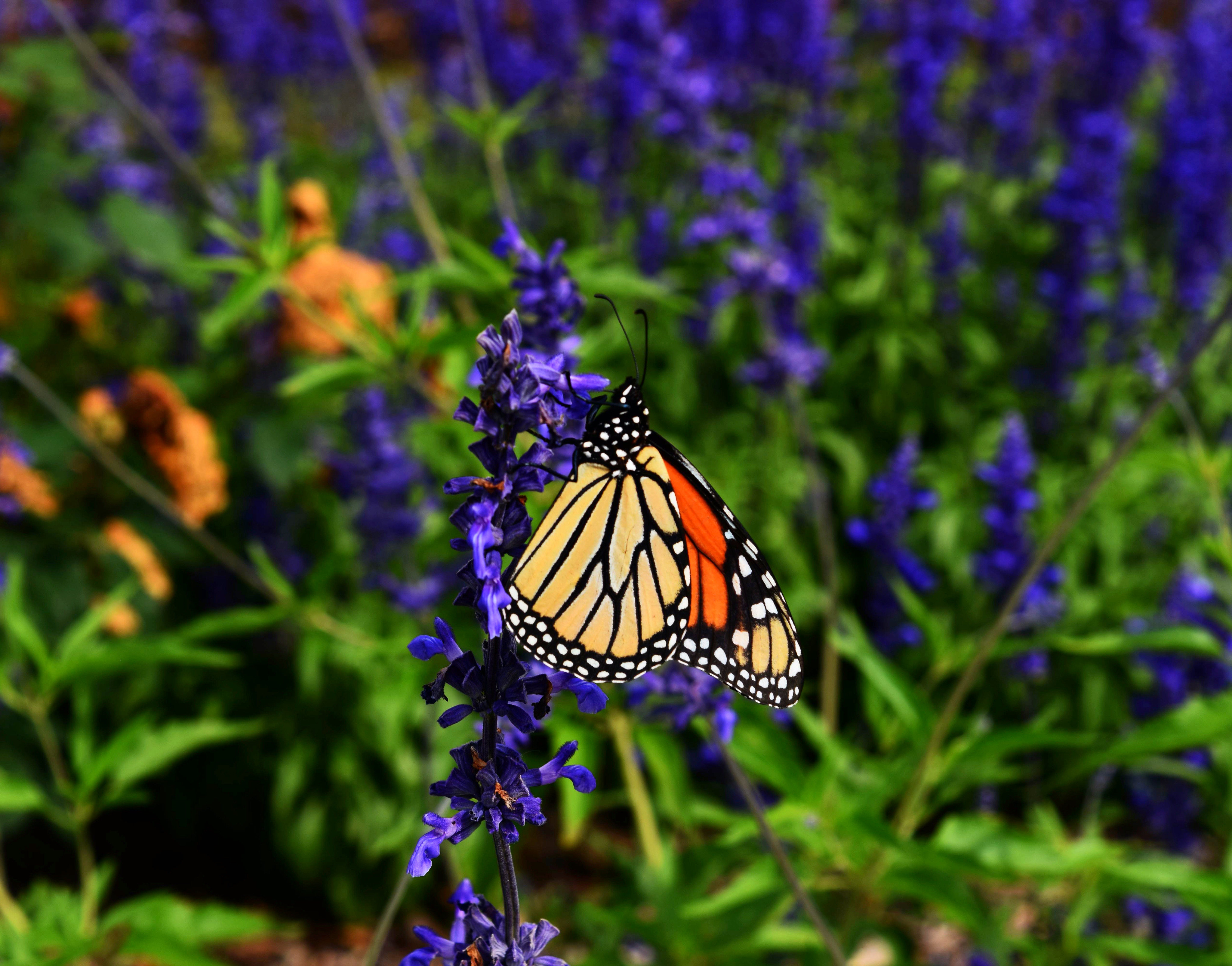 Download mobile wallpaper Butterfly Monarch, Monarch Butterfly, Flower, Animals, Wings, Pattern, Butterfly for free.