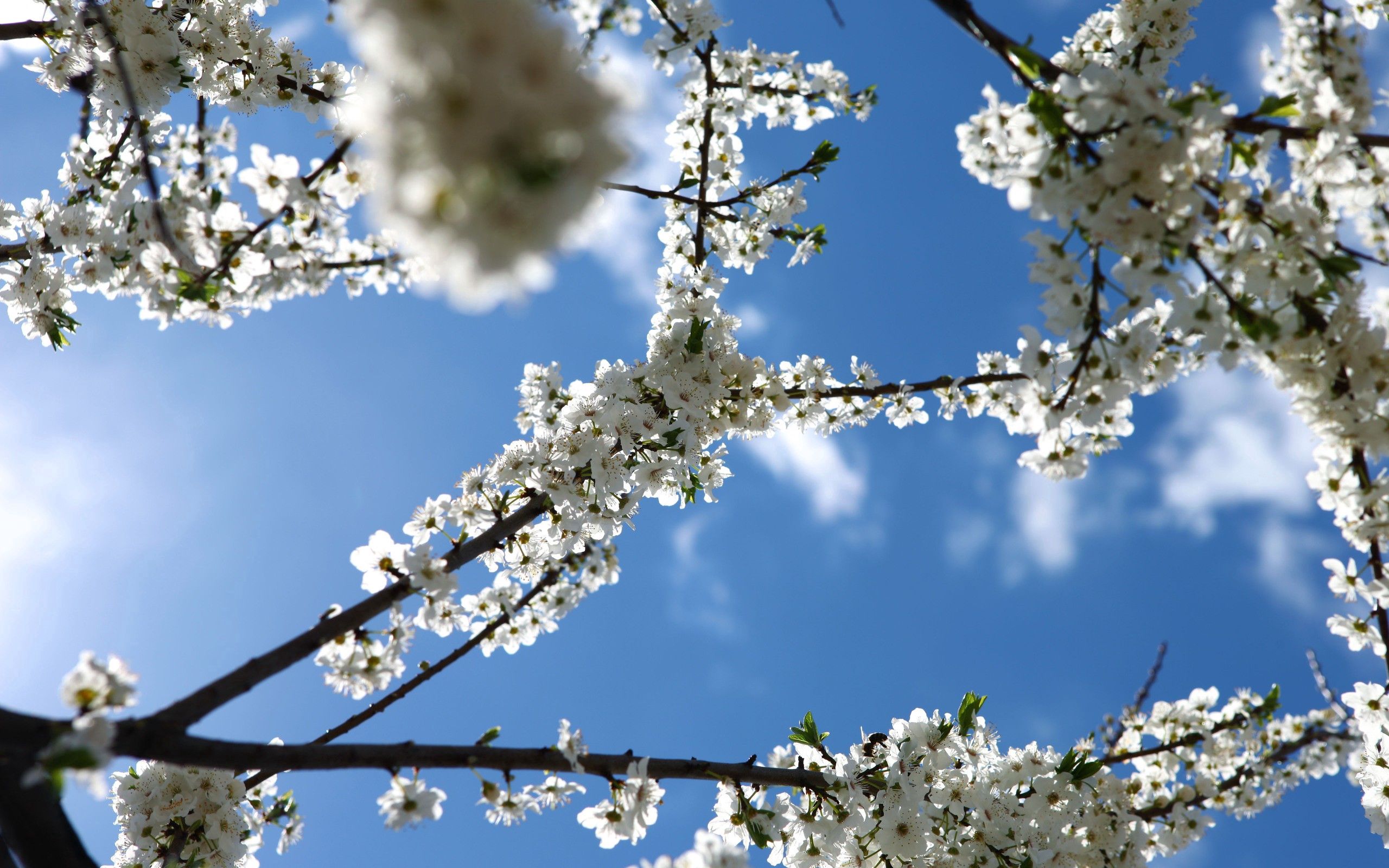 135079 télécharger l'image floraison, fleurs, sky, branche, printemps, source - fonds d'écran et économiseurs d'écran gratuits