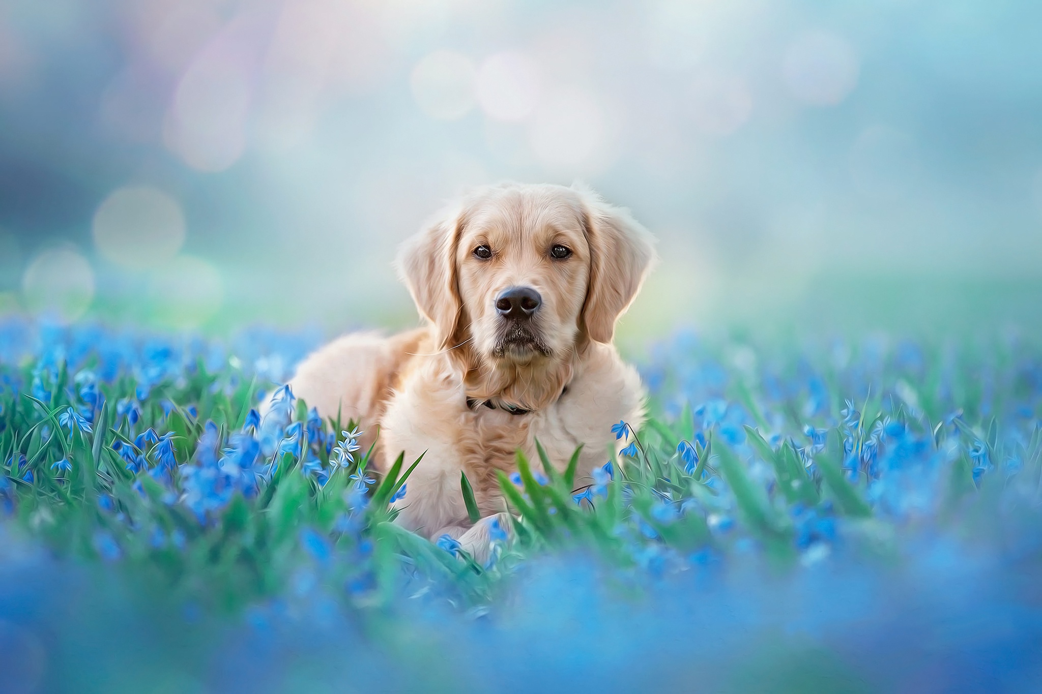 Download mobile wallpaper Dogs, Dog, Animal, Golden Retriever, Bokeh, Blue Flower for free.