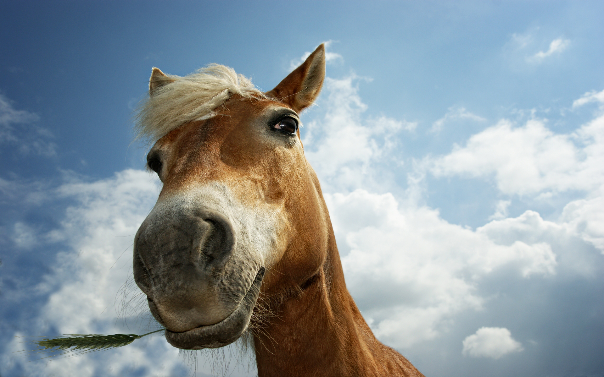 Handy-Wallpaper Tiere, Hauspferd kostenlos herunterladen.