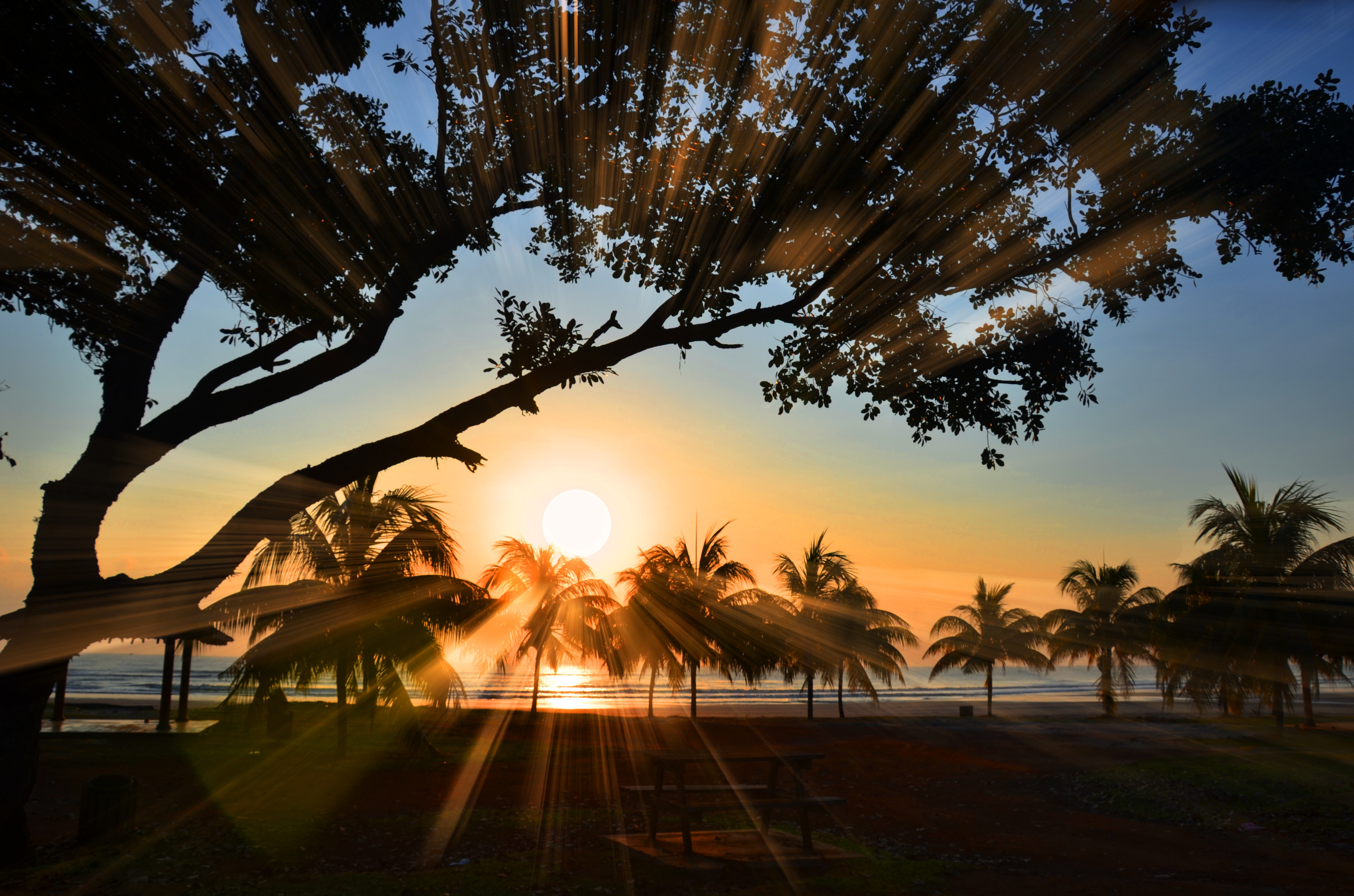 Laden Sie das Natur, Strand, Palme, Ast, Fotografie, Sonne, Sonnenstrahl-Bild kostenlos auf Ihren PC-Desktop herunter