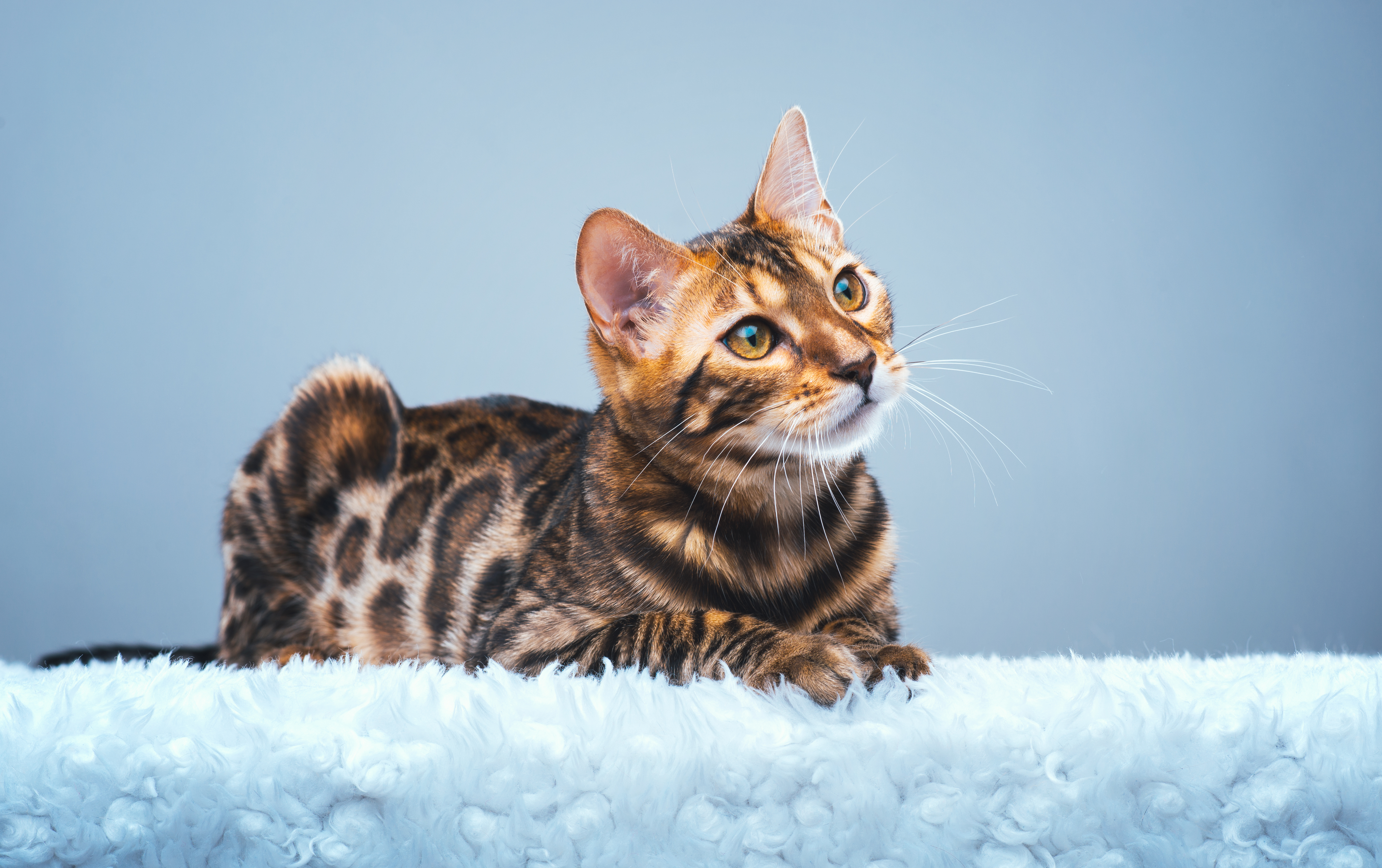 491173 скачать обои бенгальская кошка, животные, кот, кошки - заставки и картинки бесплатно