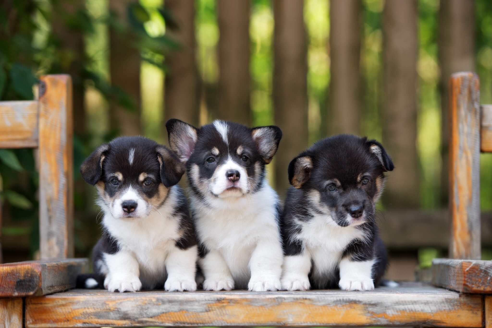 Baixar papel de parede para celular de Animais, Cães, Cão, Animal Bebê, Filhote gratuito.