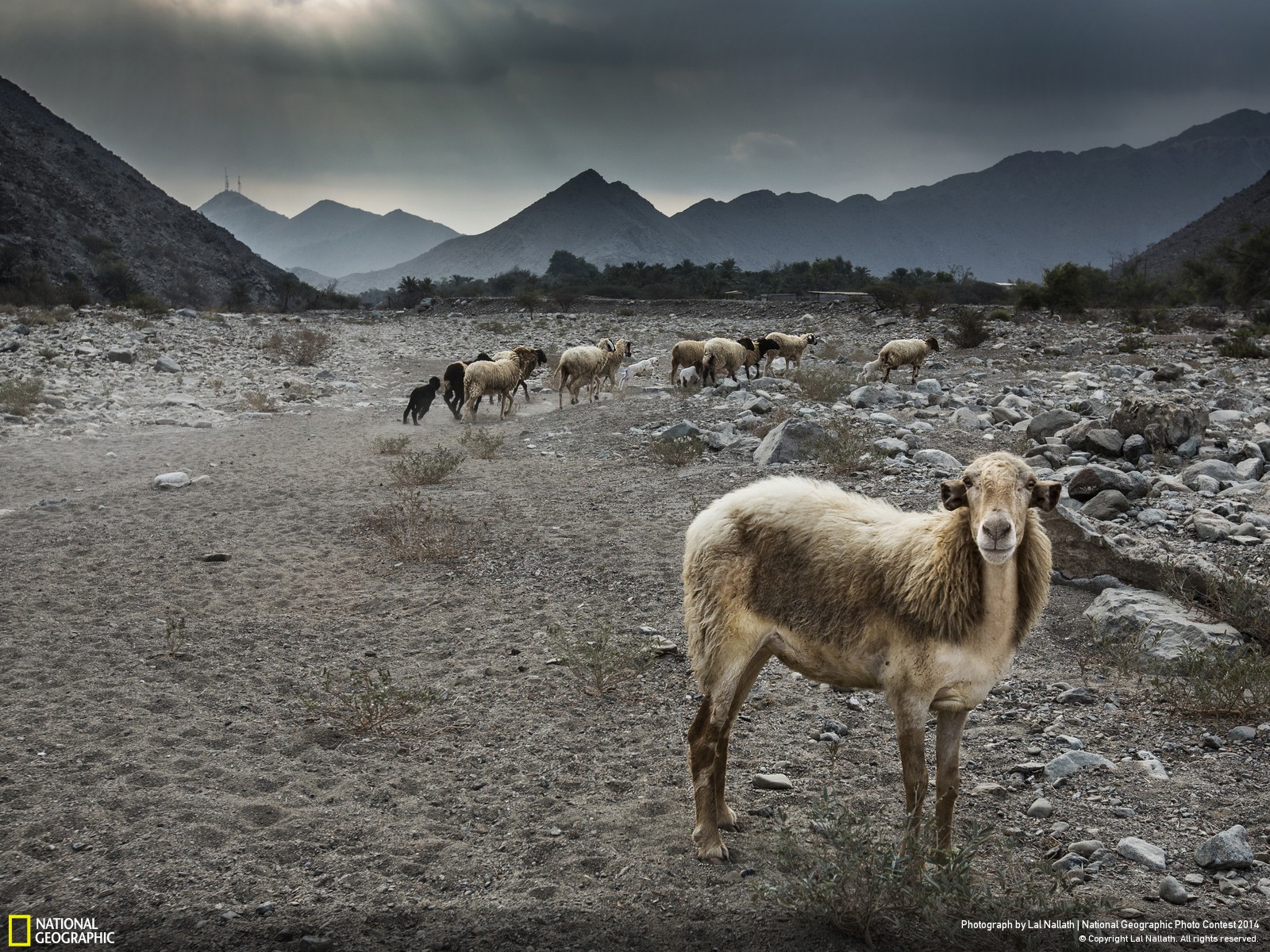 Free download wallpaper Landscape, Animal, Sheep on your PC desktop