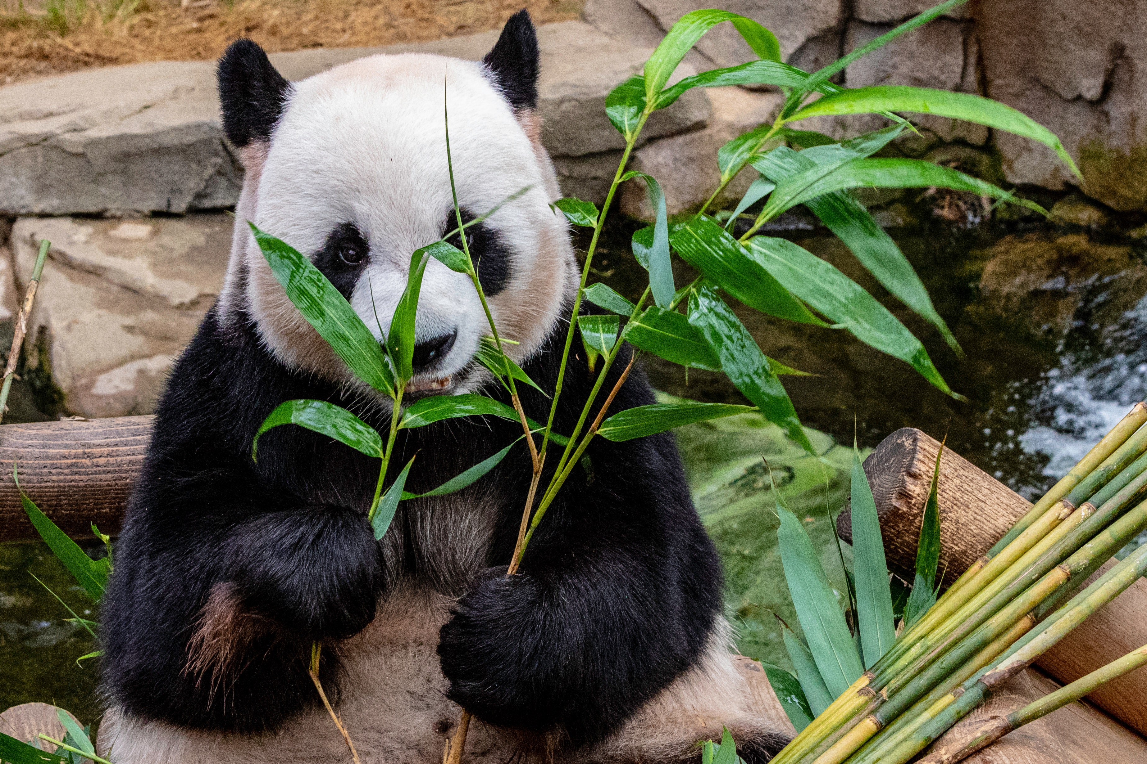 92169 descargar fondo de pantalla panda, bambú, animales, comida, soportar, oso: protectores de pantalla e imágenes gratis
