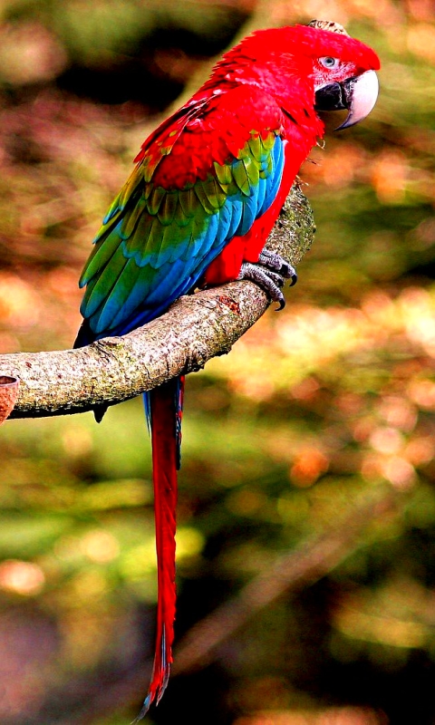 無料モバイル壁紙動物, 鳥, 赤と緑のコンゴウインコをダウンロードします。