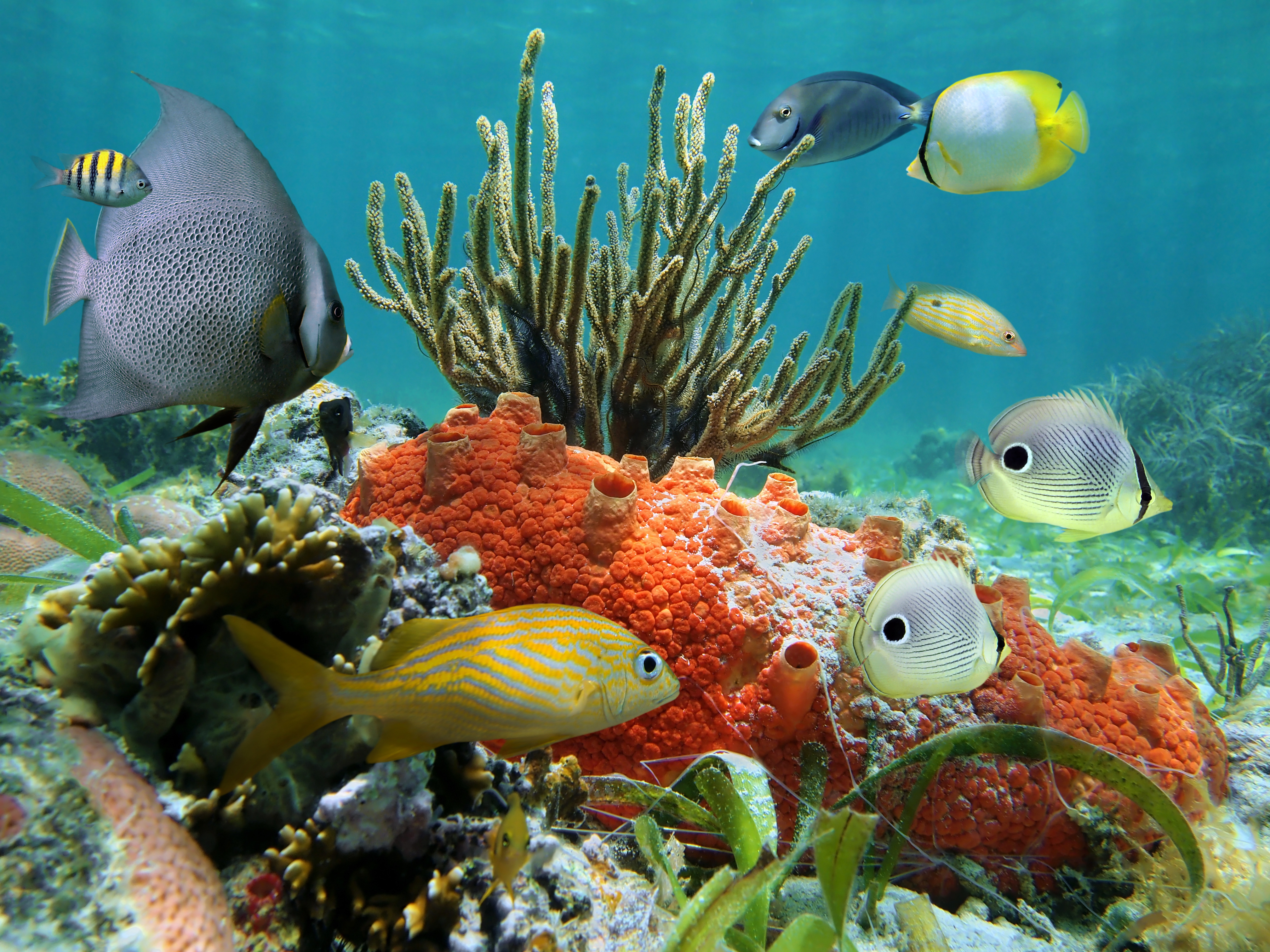 Скачать картинку Животные, Рыбы, Океан, Тропический, Подводный в телефон бесплатно.
