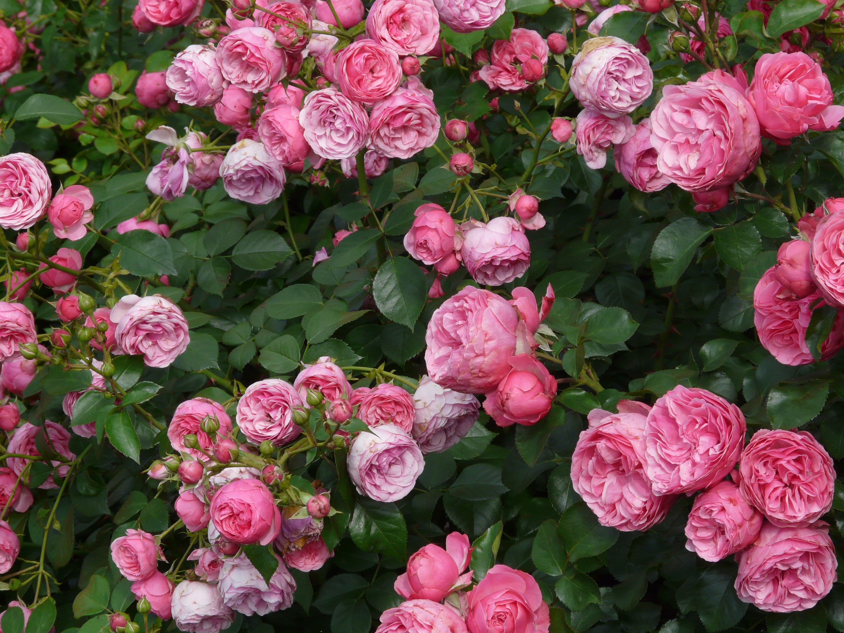 85449 télécharger l'image fleurs, roses, buisson, bourgeons - fonds d'écran et économiseurs d'écran gratuits