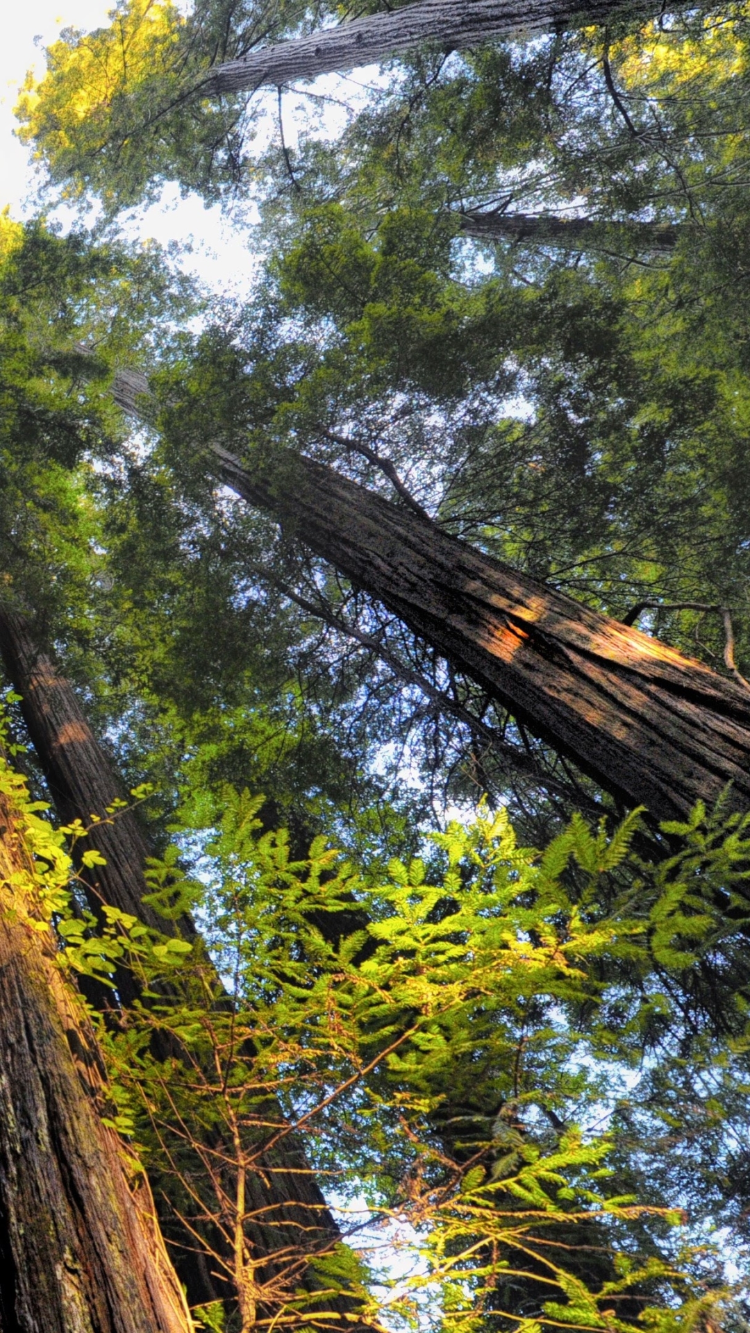 Baixar papel de parede para celular de Árvores, Árvore, Terra, Marquise, Terra/natureza, Redwood gratuito.