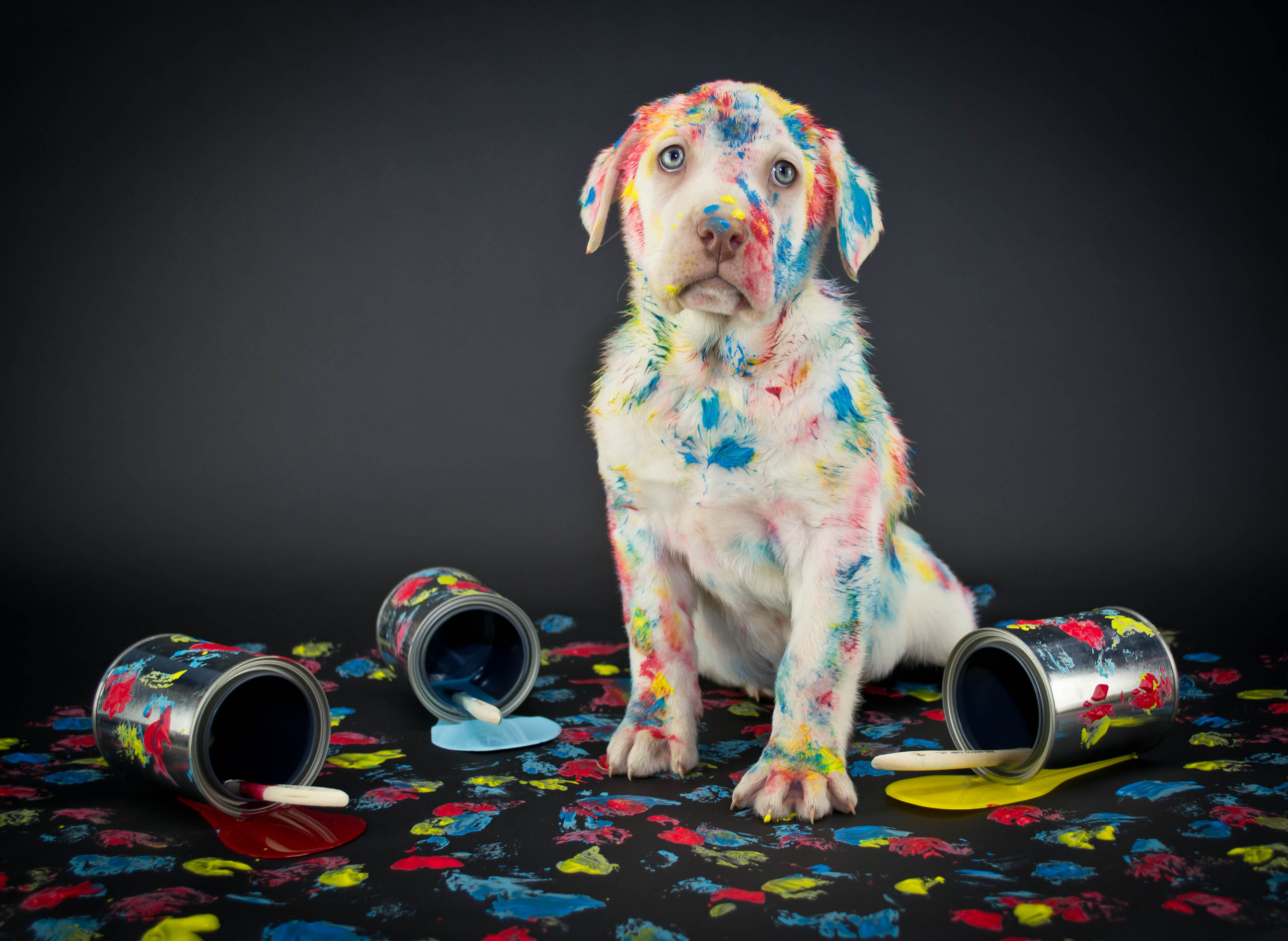 無料モバイル壁紙動物, 犬, 子犬をダウンロードします。