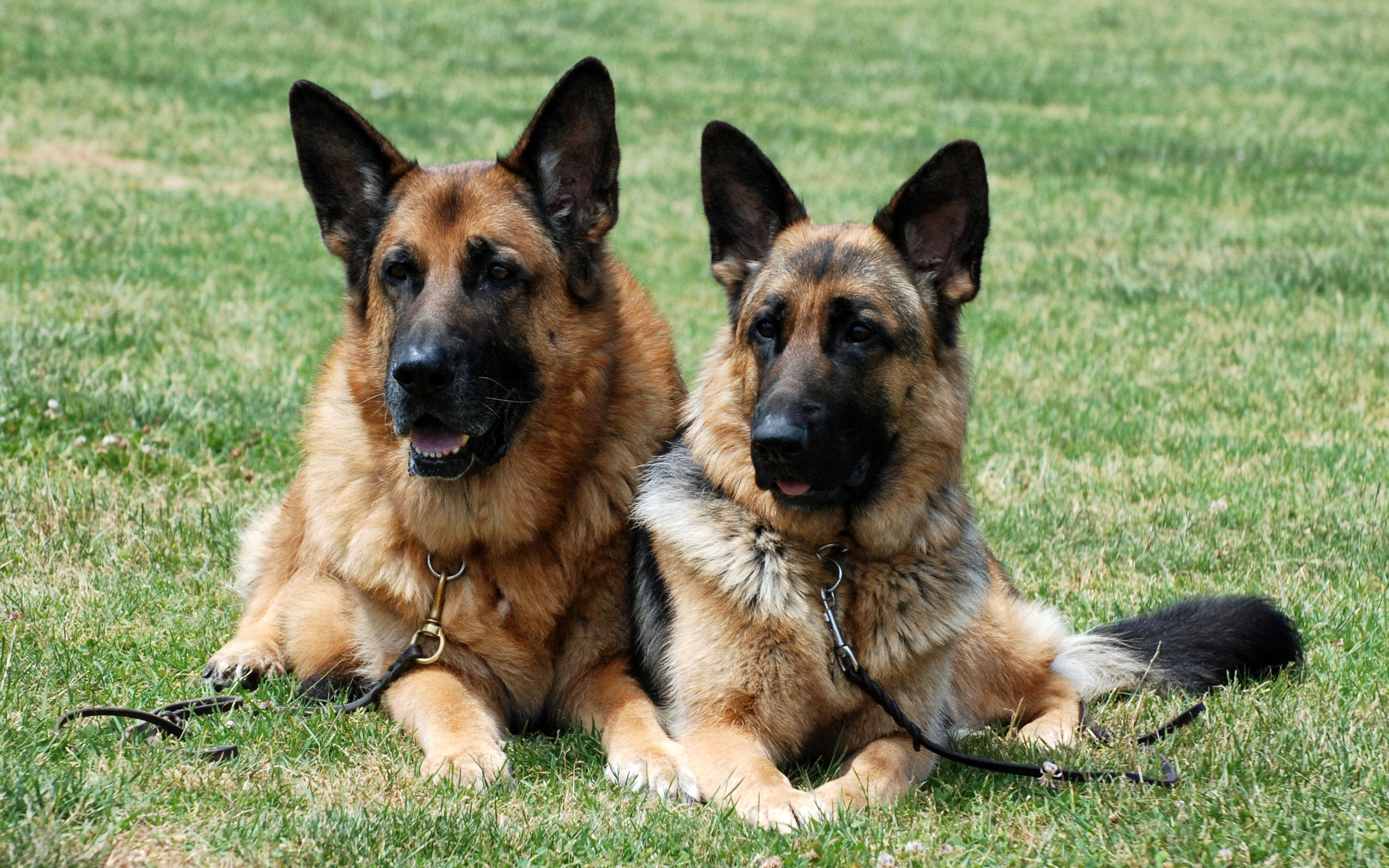 Free download wallpaper Dogs, Grass, Dog, Animal, German Shepherd on your PC desktop
