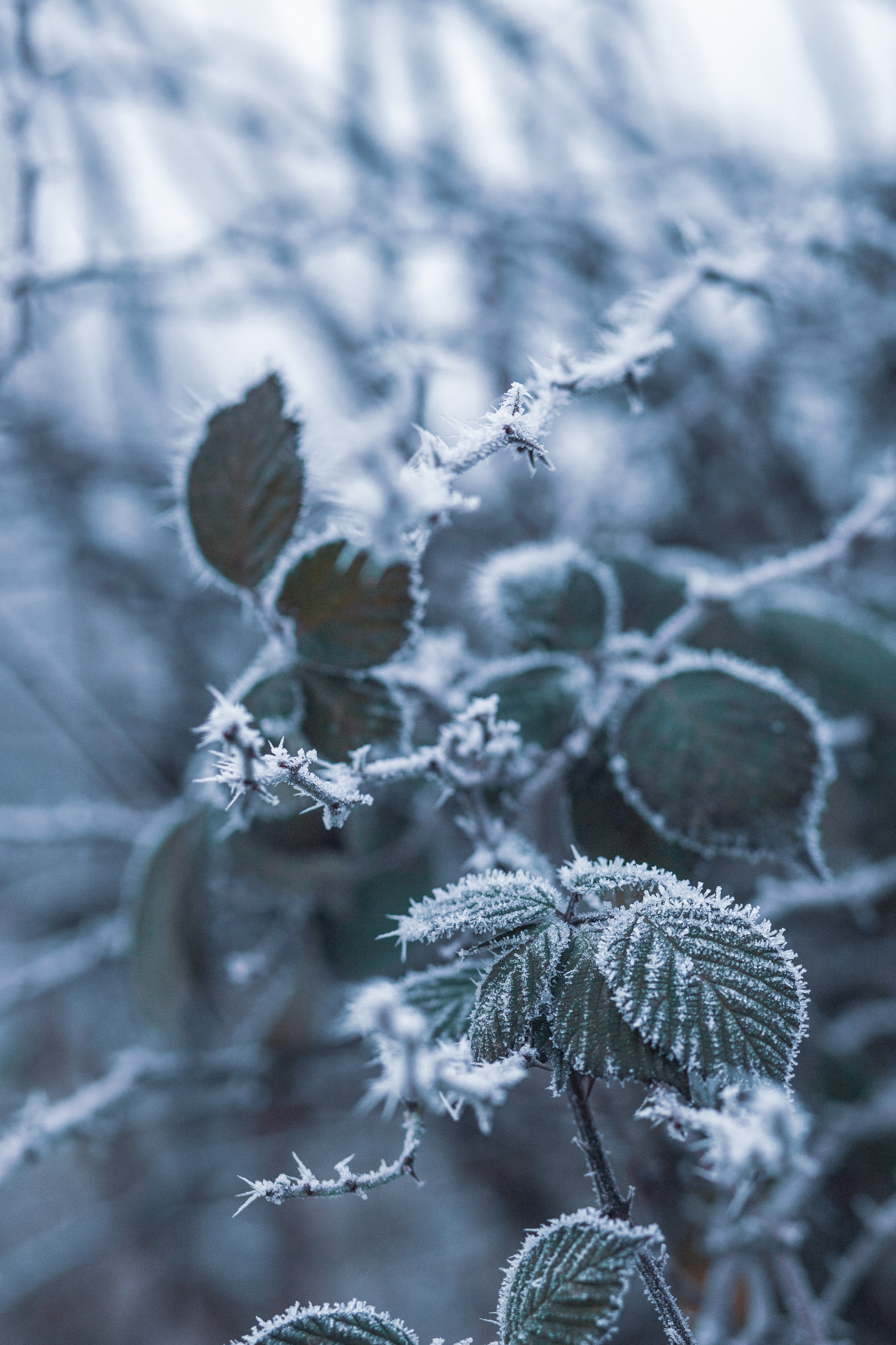 Free download wallpaper Snow, Macro, Blur, Frost, Hoarfrost, Smooth, Branch on your PC desktop