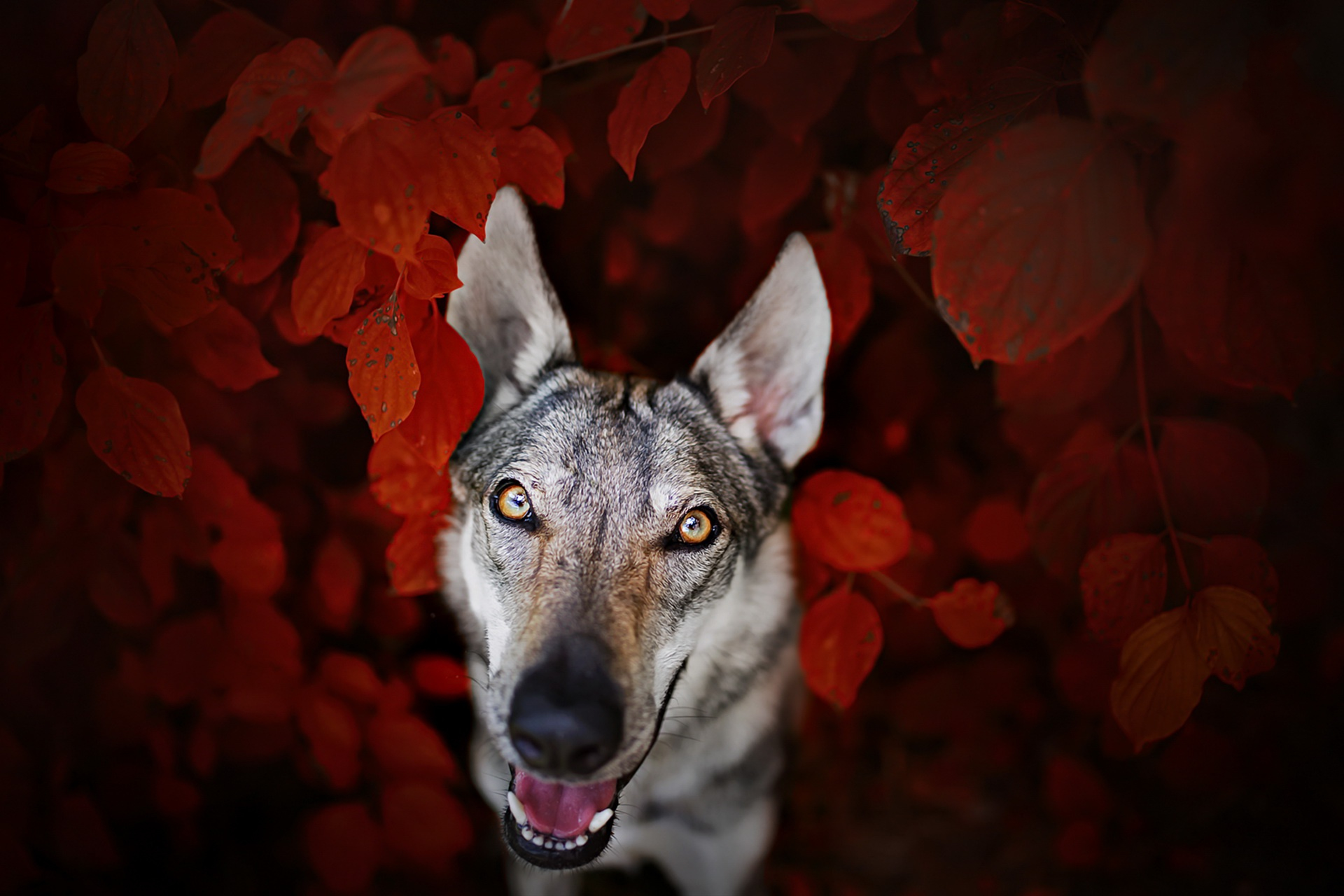 Download mobile wallpaper Dogs, Dog, Muzzle, Leaf, Animal for free.