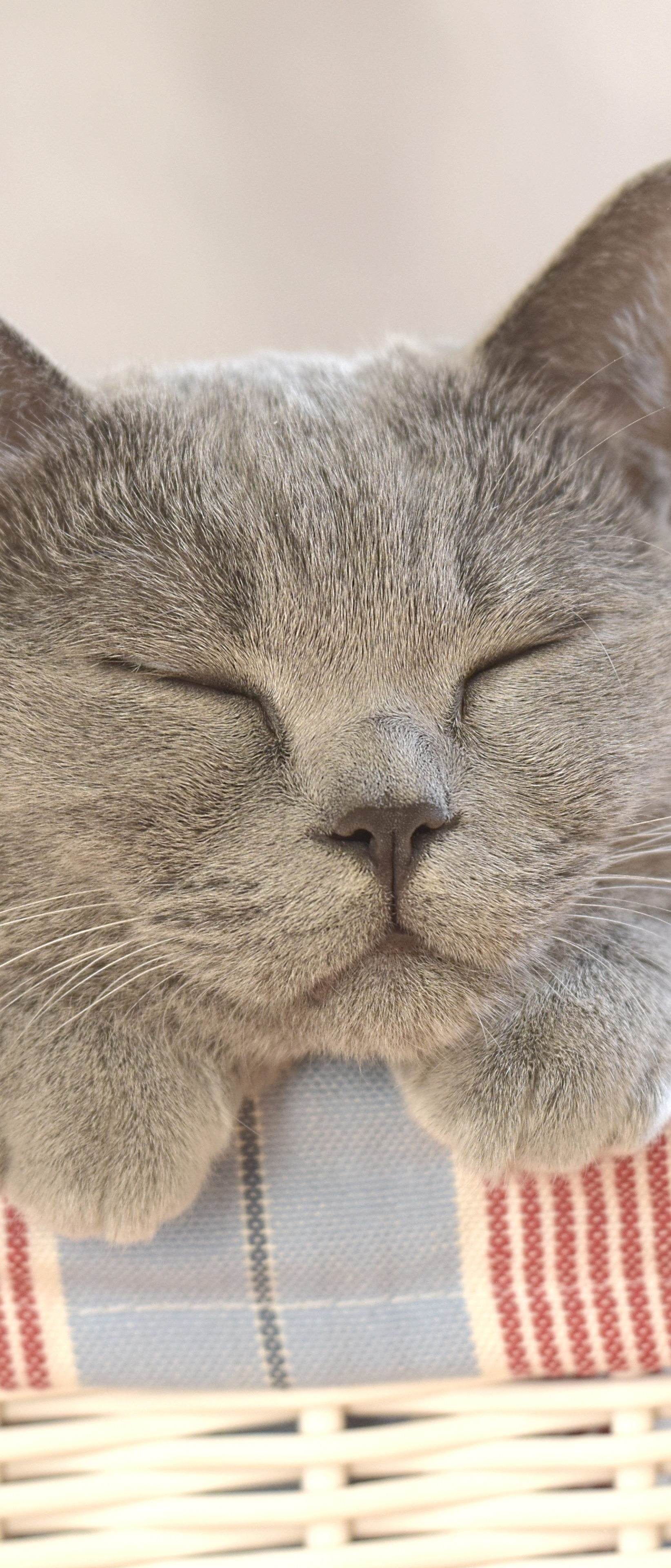 Baixe gratuitamente a imagem Animais, Gatos, Gato, Dormindo, Bonitinho, Fofo na área de trabalho do seu PC