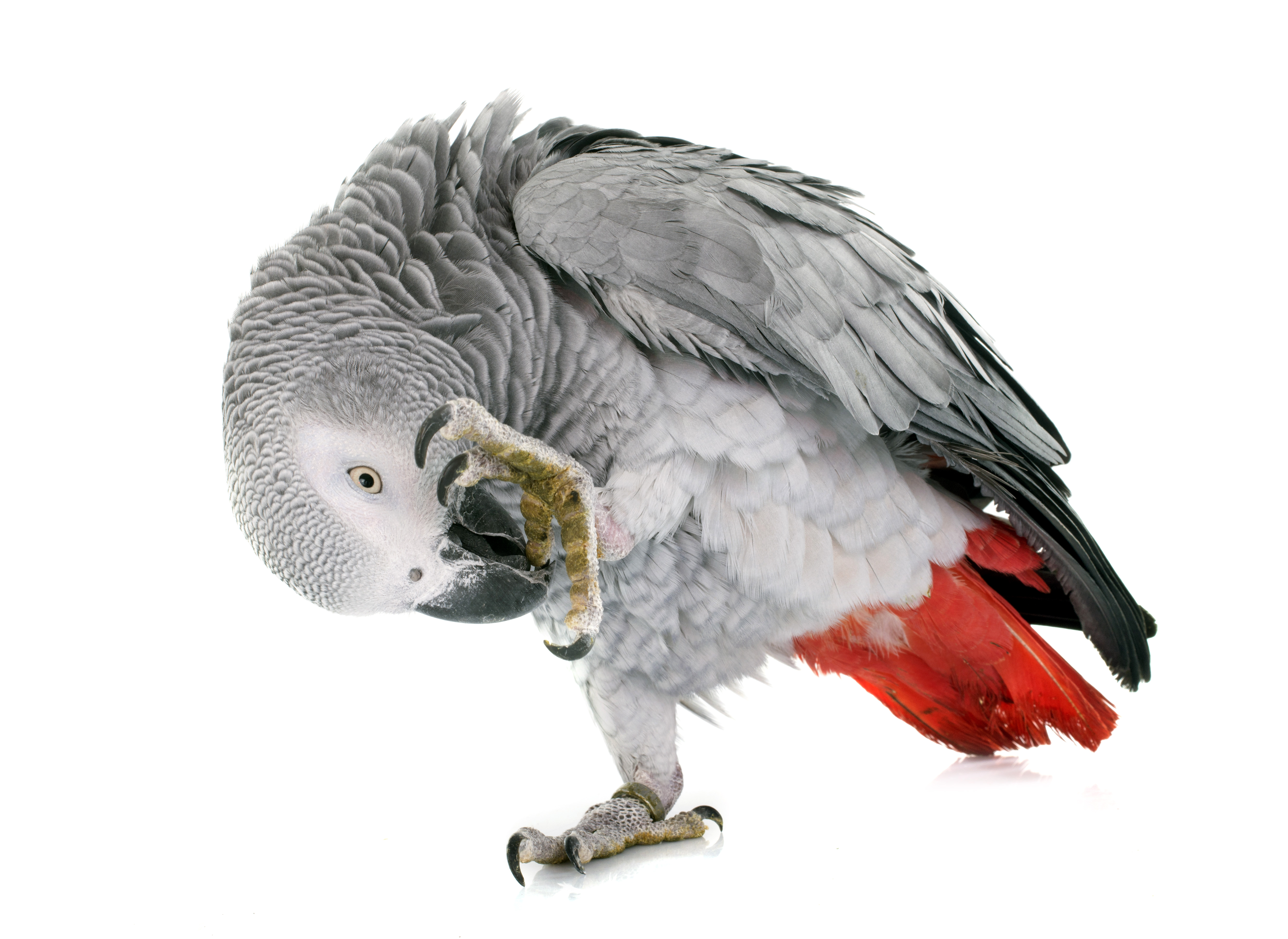 396773 скачать обои животные, африканский серый попугай, птицы, попугай - заставки и картинки бесплатно